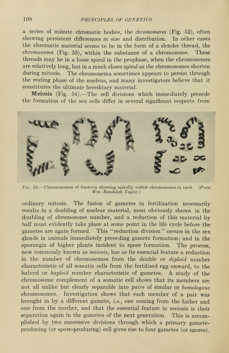 a series of minute chromatic bodies, the chromomeres (Fig. 52), often showing persistent differences in size and distribution. In other cases the chromatic material seems to be in the form of a slender thread, the chromonema (Fig. 53), within the substance of a chromosome. These threads may be in a loose spiral in the prophase, when the chromosomes are relatively long, but in a much closer spiral as the chromosomes shorten during mitosis. The chromonema sometimes appears to persist through the resting phase of the nucleus, and many investigators believe that it constitutes the ultimate hereditary material. Meiosis (Fig. 54).—The cell divisions which immediately precede the formation of the sex cells differ in several significant respects from Fiu. 53.—Chromosomes of Gasteria showing spirally coiled chromonema in each. ( From Wm. Randolph Taylor.) ordinary mitosis. The fusion of gametes in fertilization necessarily results in a doubling of nuclear material, most obviously shown in the doubling of chromosome number, and a reduction of this material by half must evidently take place at some point in the life cycle before the gametes are again formed. This reduction division occurs in the sex glands in animals immediately preceding gamete formation; and in the sporangia of higher plants incident to spore formation. The process, now commonly known as meiosis, has as its essential feature a reduction in the number of chromosomes from the double or diploid number characteristic of all somatic cells from the fertilized egg onward, to the halved or haploid number characteristic of gametes. A study of the chromosome complement of a somatic cell shows that its members are not all unlike but clearly separable into pairs of similar or homologous chromosomes. Investigation shows that each member of a pair was brought in by a different gamete, i.e., one coming from the father and one from the mother, and that the essential feature in meiosis is their separation again in the gametes of the next generation. This is accom plished by two successive divisions through which a primary gamete- producing (or spore-producing) cell gives rise to four gametes (or spores).