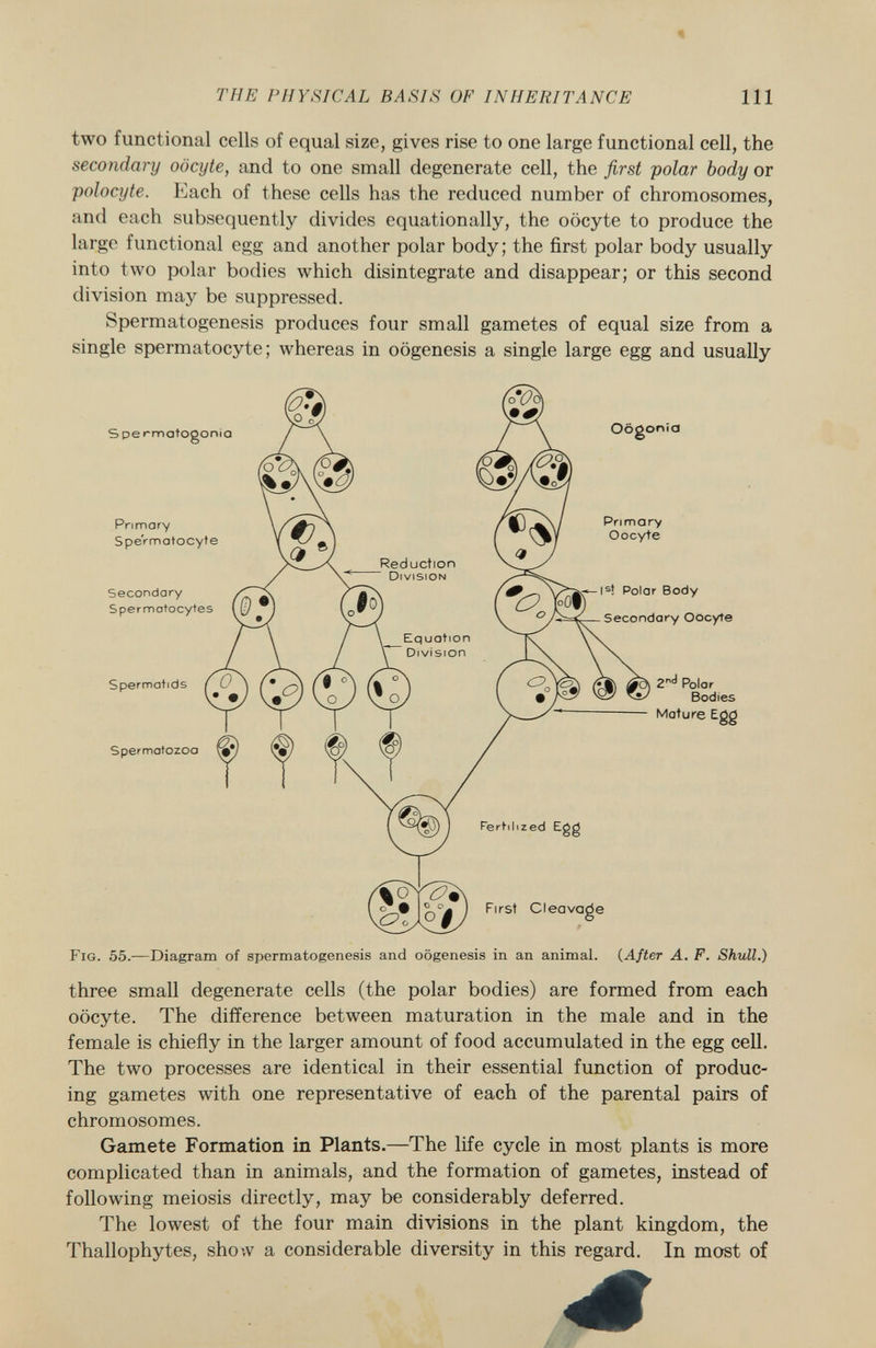 two functional cells of equal size, gives rise to one large functional cell, the secondary oocyte, and to one small degenerate cell, the first polar body or polocyte. Each of these cells has the reduced number of chromosomes, and each subsequently divides equationally, the oocyte to produce the large functional egg and another polar body; the first polar body usually into two polar bodies which disintegrate and disappear; or this second division may be suppressed. Spermatogenesis produces four small gametes of equal size from a single spermatocyte; whereas in oogenesis a single large egg and usually oocyte. The difference between maturation in the male and in the female is chiefly in the larger amount of food accumulated in the egg cell. The two processes are identical in their essential function of produc ing gametes with one representative of each of the parental pairs of chromosomes. Gamete Formation in Plants.—The life cycle in most plants is more complicated than in animals, and the formation of gametes, instead of following meiosis directly, may be considerably deferred. The lowest of the four main divisions in the plant kingdom, the Thallophytes, show a considerable diversity in this regard. In most of