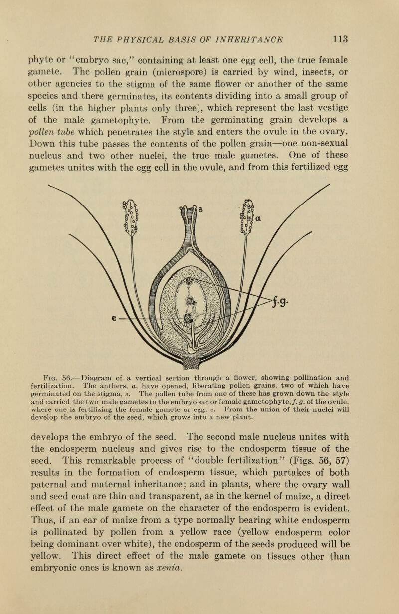 phyte or embryo sac, containing at least one egg cell, the true female gamete. The pollen grain (microspore) is carried by wind, insects, or other agencies to the stigma of the same flower or another of the same species and there germinates, its contents dividing into a small group of cells (in the higher plants only three), which represent the last vestige of the male gametophyte. From the germinating grain develops a •pollen tube which penetrates the style and enters the ovule in the ovary. Down this tube passes the contents of the pollen grain—one non-sexual nucleus and two other nuclei, the true male gametes. One of these gametes unites with the egg cell in the ovule, and from this fertilized egg F ig . 56.—Diagram of a vertical section through a flower, showing pollination and fertilization. The anthers, a, have opened, liberating pollen grains, two of which have germinated on the stigma, s. The pollen tube from one of these has grown down the style and carried the two male gametes to the embryo sac or female gametophyte, /. g. of the ovule, where one is fertilizing the female gamete or egg, e. From the union of their nuclei will develop the embryo of the seed, which grows into a new plant. develops the embryo of the seed. The second male nucleus unites with the endosperm nucleus and gives rise to the endosperm tissue of the seed. This remarkable process of double fertilization (Figs. 56, 57) results in the formation of endosperm tissue, which partakes of both paternal and maternal inheritance; and in plants, where the ovary wall and seed coat are thin and transparent, as in the kernel of maize, a direct effect of the male gamete on the character of the endosperm is evident, Thus, if an ear of maize from a type normally bearing white endosperm is pollinated by pollen from a yellow race (yellow endosperm color being dominant over white), the endosperm of the seeds produced will be yellow. This direct effect of the male gamete on tissues other than embryonic ones is known as xenia.