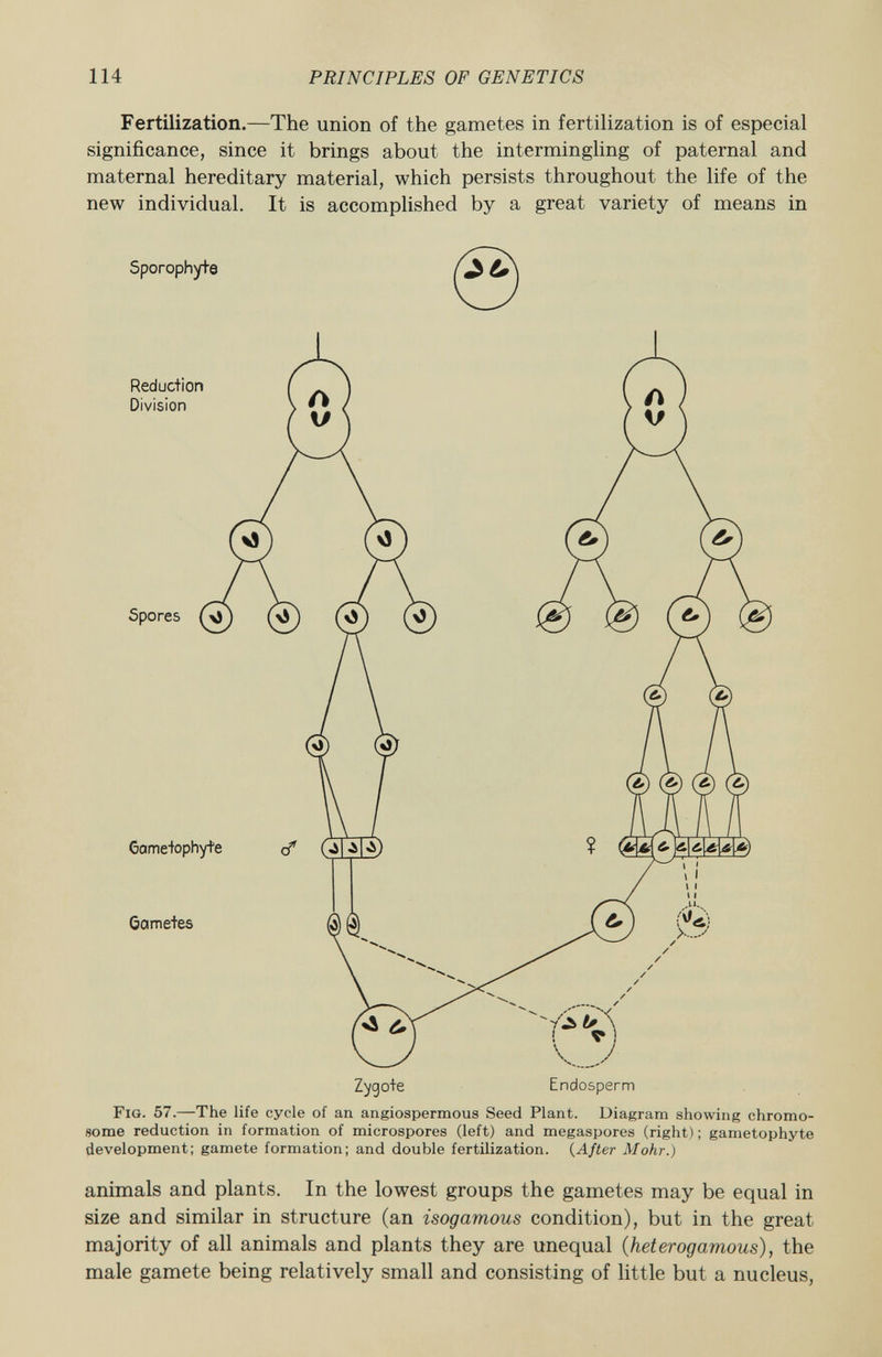 Fertilization.—The union of the gametes in fertilization is of especial significance, since it brings about the intermingling of paternal and maternal hereditary material, which persists throughout the life of the new individual. It is accomplished by a great variety of means in Sporophy+e f £ £\ F ig . 57. —The life cycle of an angiospermous Seed Plant. Diagram showing chromo some reduction in formation of microspores (left) and megaspores (right) ; gametophyte development; gamete formation; and double fertilization. ( After Möhr.) animals and plants. In the lowest groups the gametes may be equal in size and similar in structure (an isogamous condition), but in the great majority of all animals and plants they are unequal ( heterogamous ), the male gamete being relatively small and consisting of little but a nucleus,