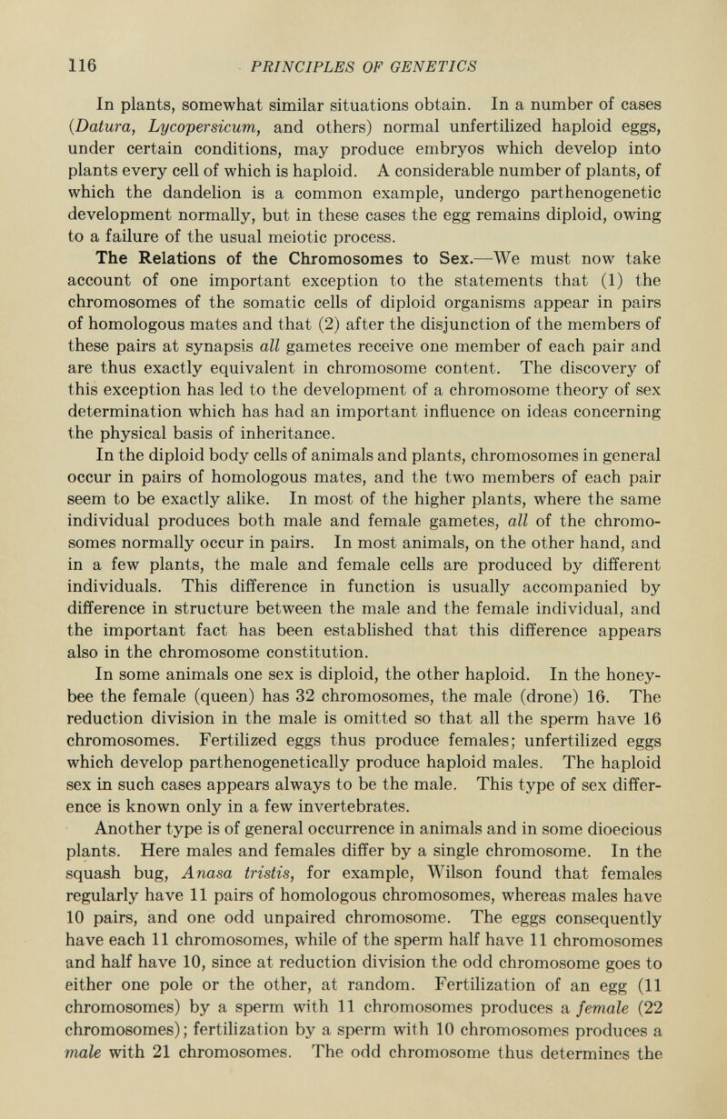 In plants, somewhat similar situations obtain. In a number of cases {Datura, Lycopersicum, and others) normal unfertilized haploid eggs, under certain conditions, may produce embryos which develop into plants every cell of which is haploid. A considerable number of plants, of which the dandelion is a common example, undergo parthenogenetic development normally, but in these cases the egg remains diploid, owing to a failure of the usual meiotic process. The Relations of the Chromosomes to Sex. —We must now take account of one important exception to the statements that (1) the chromosomes of the somatic cells of diploid organisms appear in pairs of homologous mates and that (2) after the disjunction of the members of these pairs at synapsis all gametes receive one member of each pair and are thus exactly equivalent in chromosome content. The discovery of this exception has led to the development of a chromosome theory of sex determination which has had an important influence on ideas concerning the physical basis of inheritance. In the diploid body cells of animals and plants, chromosomes in general occur in pairs of homologous mates, and the two members of each pair seem to be exactly alike. In most of the higher plants, where the same individual produces both male and female gametes, all of the chromo somes normally occur in pairs. In most animals, on the other hand, and in a few plants, the male and female cells are produced by different individuals. This difference in function is usually accompanied by difference in structure between the male and the female individual, and the important fact has been established that this difference appears also in the chromosome constitution. In some animals one sex is diploid, the other haploid. In the honey bee the female (queen) has 32 chromosomes, the male (drone) 16. The reduction division in the male is omitted so that all the sperm have 16 chromosomes. Fertilized eggs thus produce females; unfertilized eggs which develop parthenogenetically produce haploid males. The haploid sex in such cases appears always to be the male. This type of sex differ ence is known only in a few invertebrates. Another type is of general occurrence in animals and in some dioecious plants. Here males and females differ by a single chromosome. In the squash bug, Anasa tristis, for example, Wilson found that females regularly have 11 pairs of homologous chromosomes, whereas males have 10 pairs, and one odd unpaired chromosome. The eggs consequently have each 11 chromosomes, while of the sperm half have 11 chromosomes and half have 10, since at reduction division the odd chromosome goes to either one pole or the other, at random. Fertilization of an egg (11 chromosomes) by a sperm with 11 chromosomes produces a female (22 chromosomes); fertilization by a sperm with 10 chromosomes produces a male with 21 chromosomes. The odd chromosome thus determines the