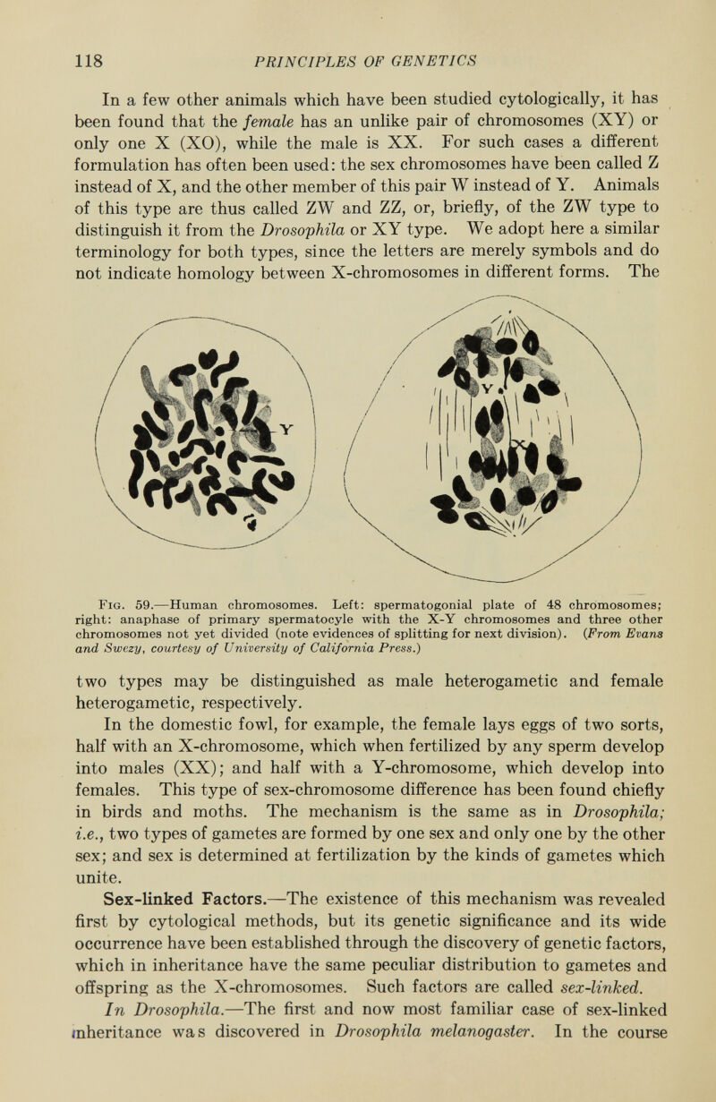 In a few other animals which have been studied cytologically, it has been found that the female has an unlike pair of chromosomes (XY) or only one X (XO), while the male is XX. For such cases a different formulation has often been used : the sex chromosomes have been called Z instead of X, and the other member of this pair W instead of Y. Animals of this type are thus called ZW and ZZ, or, briefly, of the ZW type to distinguish it from the Drosophila or XY type. We adopt here a similar terminology for both types, since the letters are merely symbols and do not indicate homology between X-chromosomes in different forms. The F ig . 59. —Human chromosomes. Left: spermatogonial plate of 48 chromosomes; right: anaphase of primary spermatocyle with the X-Y chromosomes and three other chromosomes not yet divided (note evidences of splitting for next division). ( From Evans and Swezy, courtesy of University of California Press.) two types may be distinguished as male heterogametic and female heterogametic, respectively. In the domestic fowl, for example, the female lays eggs of two sorts, half with an X-chromosome, which when fertilized by any sperm develop into males (XX); and half with a Y-chromosome, which develop into females. This type of sex-chromosome difference has been found chiefly in birds and moths. The mechanism is the same as in Drosophila; i.e., two types of gametes are formed by one sex and only one by the other sex; and sex is determined at fertilization by the kinds of gametes which unite. Sex-linked Factors.—The existence of this mechanism was revealed first by cytological methods, but its genetic significance and its wide occurrence have been established through the discovery of genetic factors, which in inheritance have the same peculiar distribution to gametes and offspring as the X-chromosomes. Such factors are called sex-linked. In Drosophila. —The first and now most familiar case of sex-linked inheritance was discovered in Drosophila melanogaster. In the course