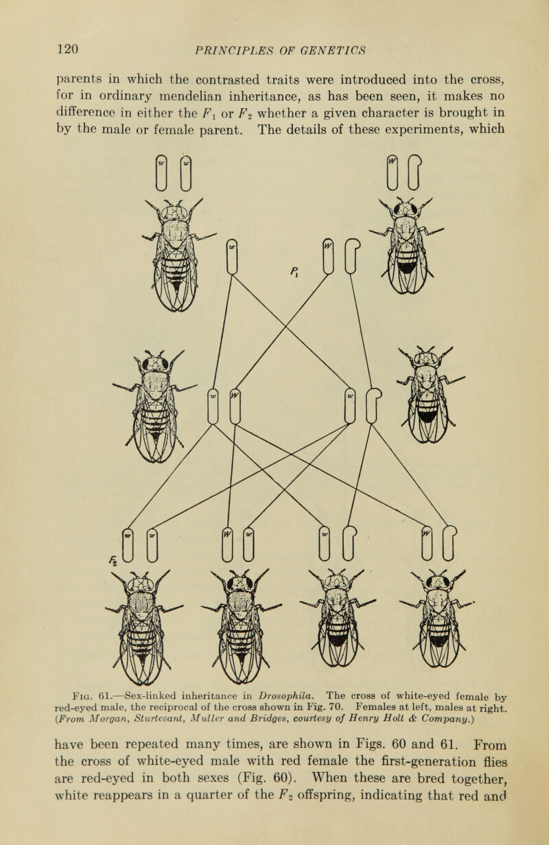 parents in which the contrasted traits were introduced into the cross, for in ordinary mendelian inheritance, as has been seen, it makes no difference in either the or F 2 whether a given character is brought in by the male or female parent. The details of these experiments, which F ig . 61. —Sex-linked inheritance in Drosophila. The cross of white-eyed female by red-eyed male, the reciprocal of the cross shown in Fig. 70. Females at left, males at right. (.From Morgan, Sturtevant, Müller and Bridges, courtesy of Henry Holt & Company.) have been repeated many times, are shown in Figs. 60 and 61. From the cross of white-eyed male with red female the first-generation flies are red-eyed in both sexes (Fig. 60). When these are bred together, white reappears in a quarter of the F 2 offspring, indicating that red and