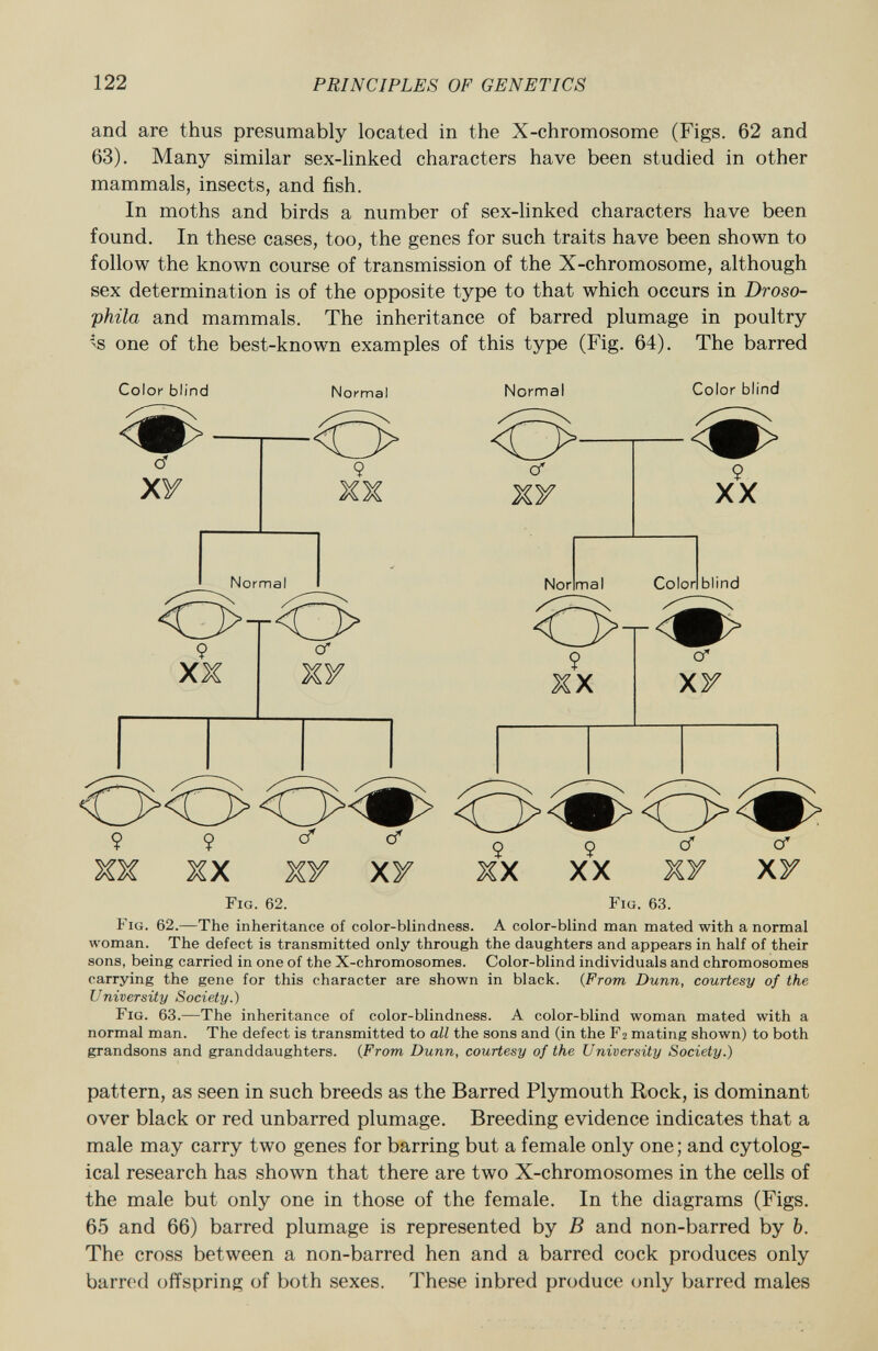 and are thus presumably located in the X-chromosome (Figs. 62 and 63). Many similar sex-linked characters have been studied in other mammals, insects, and fish. In moths and birds a number of sex-linked characters have been found. In these cases, too, the genes for such traits have been shown to follow the known course of transmission of the X-chromosome, although sex determination is of the opposite type to that which occurs in Droso- phila and mammals. The inheritance of barred plumage in poultry <s one of the best-known examples of this type (Fig. 64). The barred Color blind Normal Normal Color blind Normal OtO 9 FIG. 62. Fig. 63. Fig. 62. —The inheritance of color-blindness. A color-blind man mated with a normal woman. The defect is transmitted only through the daughters and appears in half of their sons, being carried in one of the X-chromosomes. Color-blind individuals and chromosomes carrying the gene for this character are shown in black. ( From Dunn, courtesy of the University Society.) Fig. 63. —The inheritance of color-blindness. A color-blind woman mated with a normal man. The defect is transmitted to all the sons and (in the F2 mating shown) to both grandsons and granddaughters. ( From Dunn, courtesy of the University Society.) pattern, as seen in such breeds as the Barred Plymouth Rock, is dominant over black or red unbarred plumage. Breeding evidence indicates that a male may carry two genes for barring but a female only one; and cytolog- ical research has shown that there are two X-chromosomes in the cells of the male but only one in those of the female. In the diagrams (Figs. 65 and 66) barred plumage is represented by B and non-barred by b. The cross between a non-barred hen and a barred cock produces only barred offspring of both sexes. These inbred produce only barred males