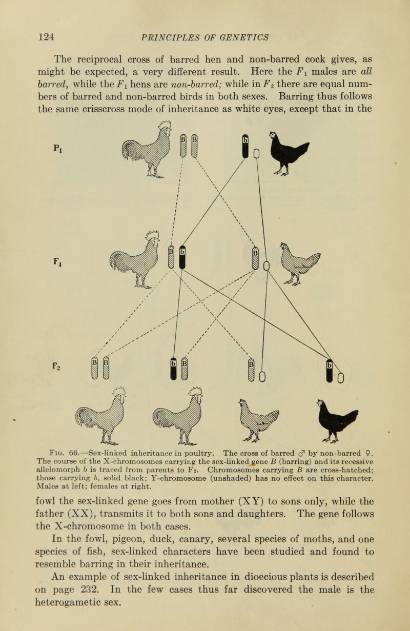 Fig. 66. —Sex-linked inheritance in poultry. The cross of barred c? 1 by non-barred $. The course of the X-chromosomes carrying the sex-linked gene B (barring) and its recessive allelomorph b is traced from parents to F2. Chromosomes carrying B are cross-hatched; those carrying b, solid black; Y-chromosome (unshaded) has no effect on this character. Males at left; females at right. fowl the sex-linked gene goes from mother (XY) to sons only, while the father (XX), transmits it to both sons and daughters. The gene follows the X-chromosome in both cases. In the fowl, pigeon, duck, canary, several species of moths, and one species of fish, sex-linked characters have been studied and found to resemble barring in their inheritance. An example of sex-linked inheritance in dioecious plants is described on page 232. In the few cases thus far discovered the male is the heterogametic sex. The reciprocal cross of barred hen and non-barred cock gives, as might be expected, a very different result. Here the F i males are all barred, while the F x hens are non-barred; while in F 2 there are equal num bers of barred and non-barred birds in both sexes. Barring thus follows the same crisscross mode of inheritance as white eyes, except that in the