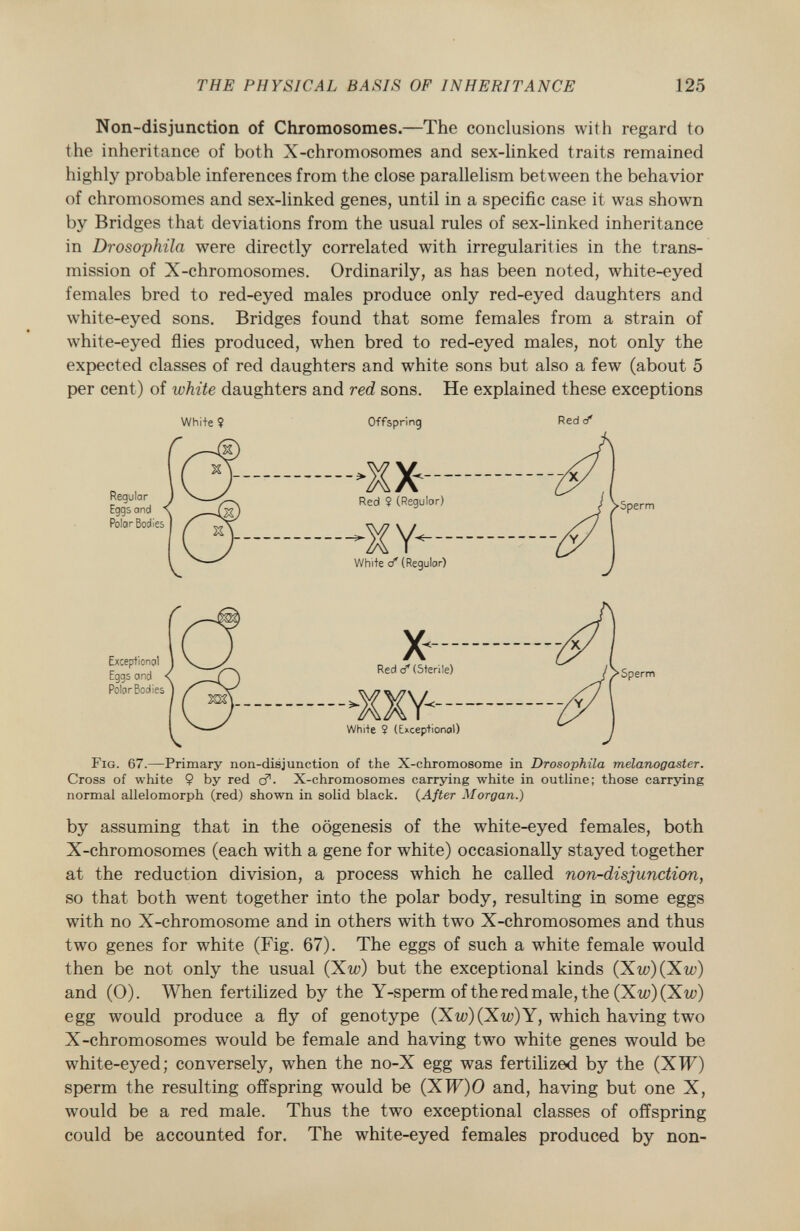 Non-disjunction of Chromosomes. —The conclusions with regard to the inheritance of both X-chromosomes and sex-linked traits remained highly probable inferences from the close parallelism between the behavior of chromosomes and sex-linked genes, until in a specific case it was shown by Bridges that deviations from the usual rules of sex-linked inheritance in Drosophila were directly correlated with irregularities in the trans mission of X-chromosomes. Ordinarily, as has been noted, white-eyed females bred to red-eyed males produce only red-eyed daughters and white-eyed sons. Bridges found that some females from a strain of white-eyed flies produced, when bred to red-eyed males, not only the expected classes of red daughters and white sons but also a few (about 5 per cent) of white daughters and red sons. He explained these exceptions F ig . 67. —Primary non-disjunction of the X -chromosome in Drosophila melanogaster. Cross of white 9 by red c?■ X-chromosomes carrying white in outline; those carrying normal allelomorph (red) shown in solid black. ( After Morgan.) by assuming that in the oogenesis of the white-eyed females, both X-chromosomes (each with a gene for white) occasionally stayed together at the reduction division, a process which he called non-disjunction, so that both went together into the polar body, resulting in some eggs with no X-chromosome and in others with two X-chromosomes and thus two genes for white (Fig. 67). The eggs of such a white female would then be not only the usual (Xw) but the exceptional kinds (Xw)(Xw) and (0). When fertilized by the Y-sperm of the red male, the (Xw)(Xw) egg would produce a fly of genotype (Xw)(Xw)Y, which having two X-chromosomes would be female and having two white genes would be white-eyed; conversely, when the no-X egg was fertilized by the (XTF) sperm the resulting offspring would be (XTF)O and, having but one X, would be a red male. Thus the two exceptional classes of offspring could be accounted for. The white-eyed females produced by non- Whi+e ? Offspring Red <f Sperm