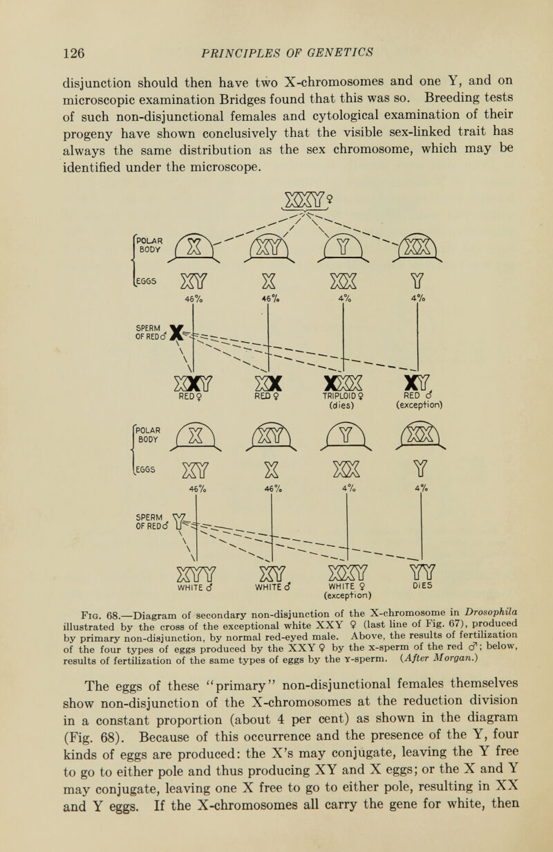 disjunction should then have two X-chromosomes and one Y, and on microscopic examination Bridges found that this was so. Breeding tests of such non-disjunctional females and cytological examination of their progeny have shown conclusively that the visible sex-linked trait has always the same distribution as the sex chromosome, which may be identified under the microscope. POLAR BODY EGGS m 46% SPERM m# OF RED 6 A. \ \ 46 % 4% 4% POLAR BODY EGGS men sac im REDÇ RED Ç TRIPUDIO $ (dies) (T\ mr S \ 46% 46% 4% XÏÏ RED d (exception) ¥ 4% SPERM . ^ OFREDd mn WHITE ó WHITE 6 M WHITE 9 (exception) w DIES Fig. 68.—Diagram of secondary non-disjunction of the X-chromosome in Drosophila illustrated by the cross of the exceptional white XXY $ (last line of Fig. 67), produced by primary non-disjunction, by normal red-eyed male. Above, the results of fertilization of the four types of eggs produced by the XXY 9 by the x-sperm of the red <f ; below, results of fertilization of the same types of eggs by the y -sperm. ( After Morgan.) The eggs of these primary non-disjunctional females themselves show non-disjunction of the X-chromosomes at the reduction division in a constant proportion (about 4 per cent) as shown in the diagram (Fig. 68). Because of this occurrence and the presence of the Y, four kinds of eggs are produced: the X's may conjugate, leaving the Y free to go to either pole and thus producing XY and X eggs; or the X and Y may conjugate, leaving one X free to go to either pole, resulting in XX and Y eggs. If the X-chromosomes all carry the gene for white, then