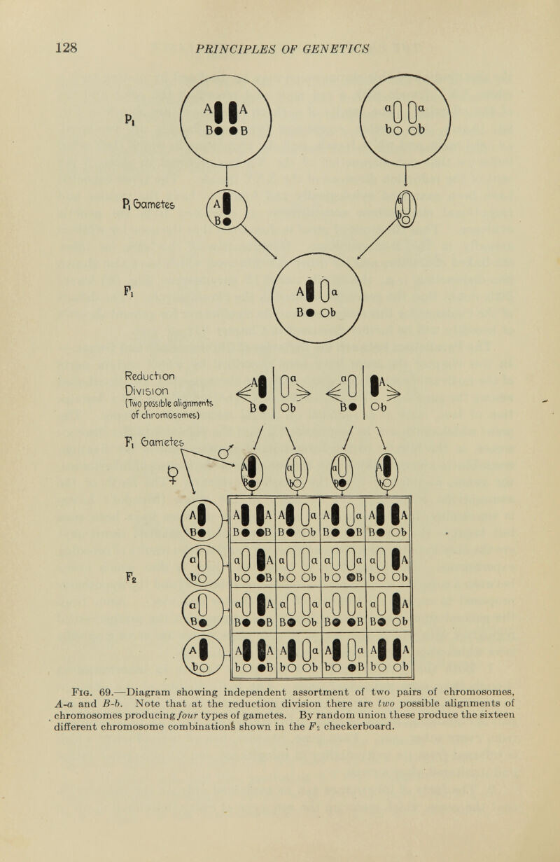 P. Pi 6a metes P. Reduction Division (Two possible alignments, of chromosomes) 4% OV <0 BO Ob BO H Ob / \ / \ r, ft ft: 4 All BO #B 10 a BO Ob A| Q„ B# OB II a BO Ob 0 I a bO OB a 0 0 a bO Ob a 0 bO 0 ©B a 0 I a bO Ob a 0 I a BO OB a 0 BO a Ob °0 BO a OB -0 I a BO Ob A i bO OB 10 a bO Ob 10° bO OB II bO Ob Fig. 69. Diagram showing independent assortment of two pairs of chromosomes, A-a and B-b. Note that at the reduction division there are two possible alignments of chromosomes producing four types of gametes. By random union these produce the sixteen different chromosome combination! shown in the F% checkerboard.