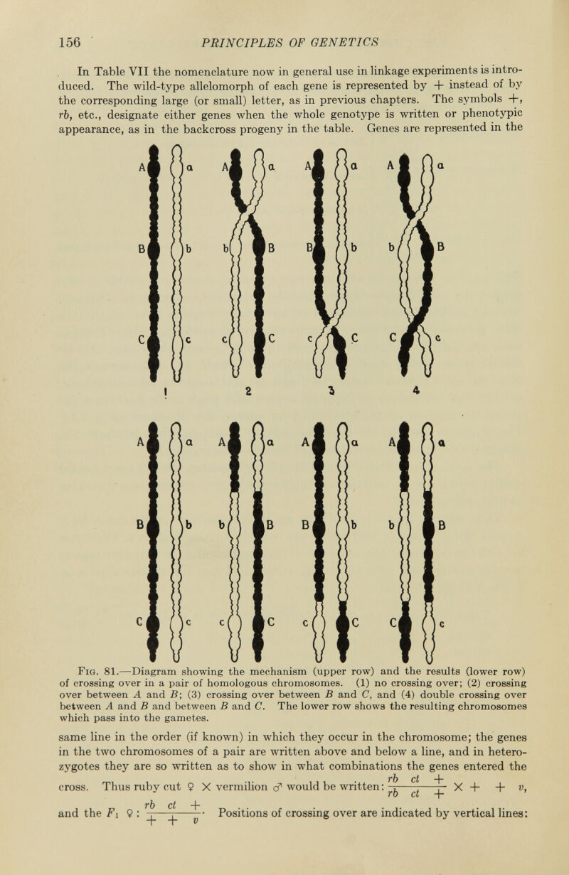In Table VII the nomenclature now in general use in linkage experiments is intro duced. The wild-type allelomorph of each gene is represented by + instead of by the corresponding large (or small) letter, as in previous chapters. The symbols +, rb, etc., designate either genes when the whole genotype is written or phenotypic appearance, as in the backcross progeny in the table. Genes are represented in the I 2 * 4 F ig. 81. —Diagram showing the mechanism (upper row) and the results (lower row) of crossing over in a pair of homologous chromosomes. (1) no crossing over; (2) crossing over between A and B ; (3) crossing over between B and C, and (4) double crossing over between A and B and between B and C. The lower row shows the resulting chromosomes which pass into the gametes. same line in the order (if known) in which they occur in the chromosome; the genes in the two chromosomes of a pair are written above and below a line, and in hetero zygotes they are so written as to show in what combinations the genes entered the cross. Thus ruby cut Ç X vermilion cT would be written: -r 7 r- X + + v, rb ct + and the Fi Ç : ^^—— • Positions of crossing over are indicated by vertical lines: