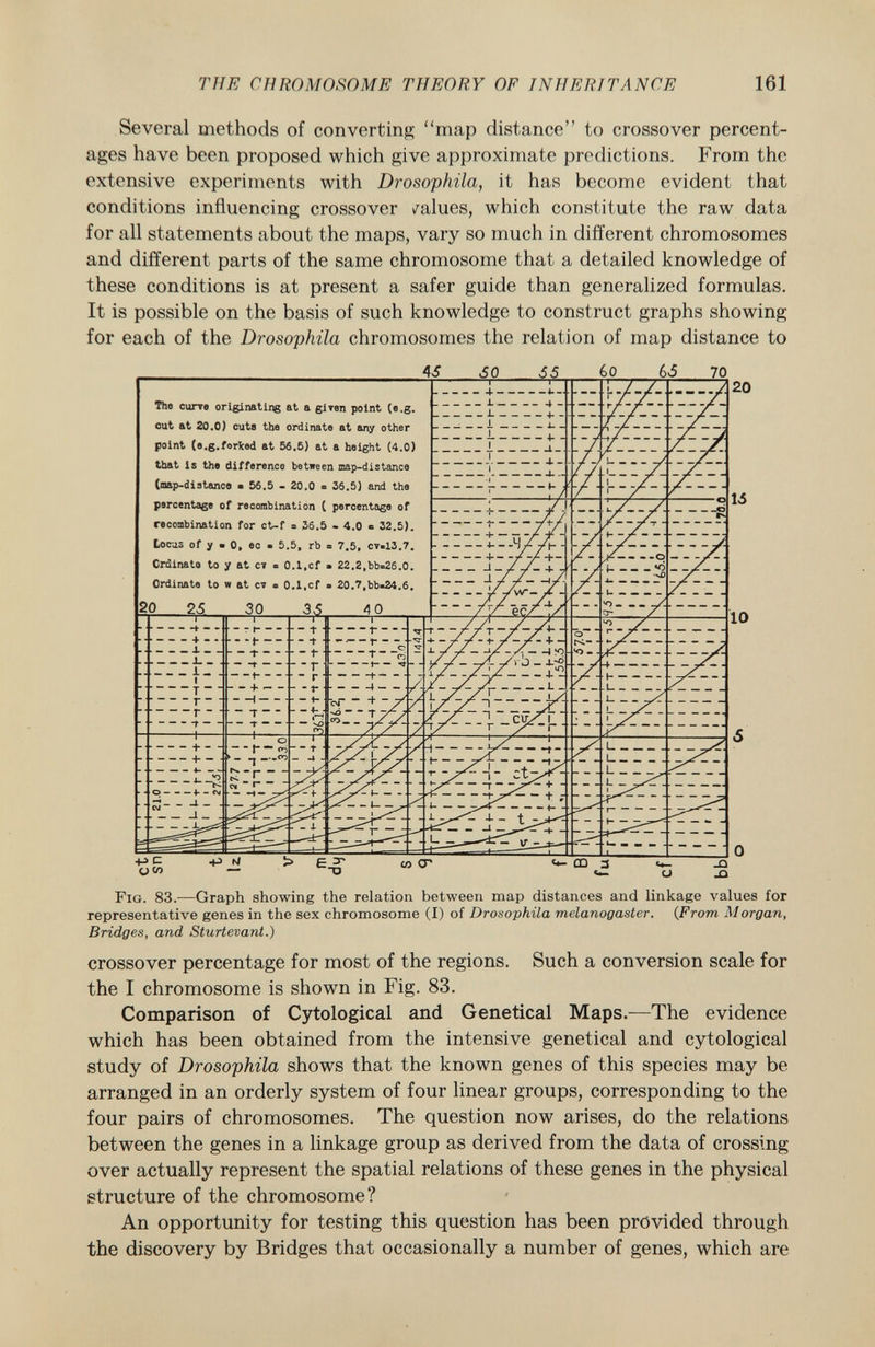 Several methods of converting map distance to crossover percent ages have been proposed which give approximate predictions. From the extensive experiments with Drosophila, it has become evident that conditions influencing crossover /alues, which constitute the raw data for all statements about the maps, vary so much in different chromosomes and different parts of the same chromosome that a detailed knowledge of these conditions is at present a safer guide than generalized formulas. It is possible on the basis of such knowledge to construct graphs showing for each of the Drosophila chromosomes the relation of map distance to o co The curve originating at a giren point (e.g. cut at 20.0} cuta the ordinate at any other point (e.g.forked at 56.5) at a height (4.0) that is the difference between map-distance (map-distanc9 • 56.5 - 20.0 a 36.5) and the percentage of recombination ( percentage of recombination for ct-f s 36.5 • 4.0 = 32.5). tocas of y . 0, ec • 5.5, rb ■ 7.5, cv«13.7. Ordinato to y at n » 0.1,cf • 22.2,bb«26.0. Ordinate to w at er n 0.1,cf = 20.7,bb»24.6. 20 25. 30  T  ■ r ■ - r -1 - -t- ' t* — <r> 4- - L _ L . I +- -i -I- F ig . 83.—Graph showing the relation between map distances and linkage values for representative genes in the sex chromosome (I) of Drosophila melanogaster. (From Morgan, Bridges, and Sturtevant.) crossover percentage for most of the regions. Such a conversion scale for the I chromosome is shown in Fig. 83. Comparison of Cytological and Genetical Maps.—The evidence which has been obtained from the intensive genetical and cytological study of Drosophila shows that the known genes of this species may be arranged in an orderly system of four linear groups, corresponding to the four pairs of chromosomes. The question now arises, do the relations between the genes in a linkage group as derived from the data of crossing over actually represent the spatial relations of these genes in the physical structure of the chromosome? An opportunity for testing this question has been provided through the discovery by Bridges that occasionally a number of genes, which are