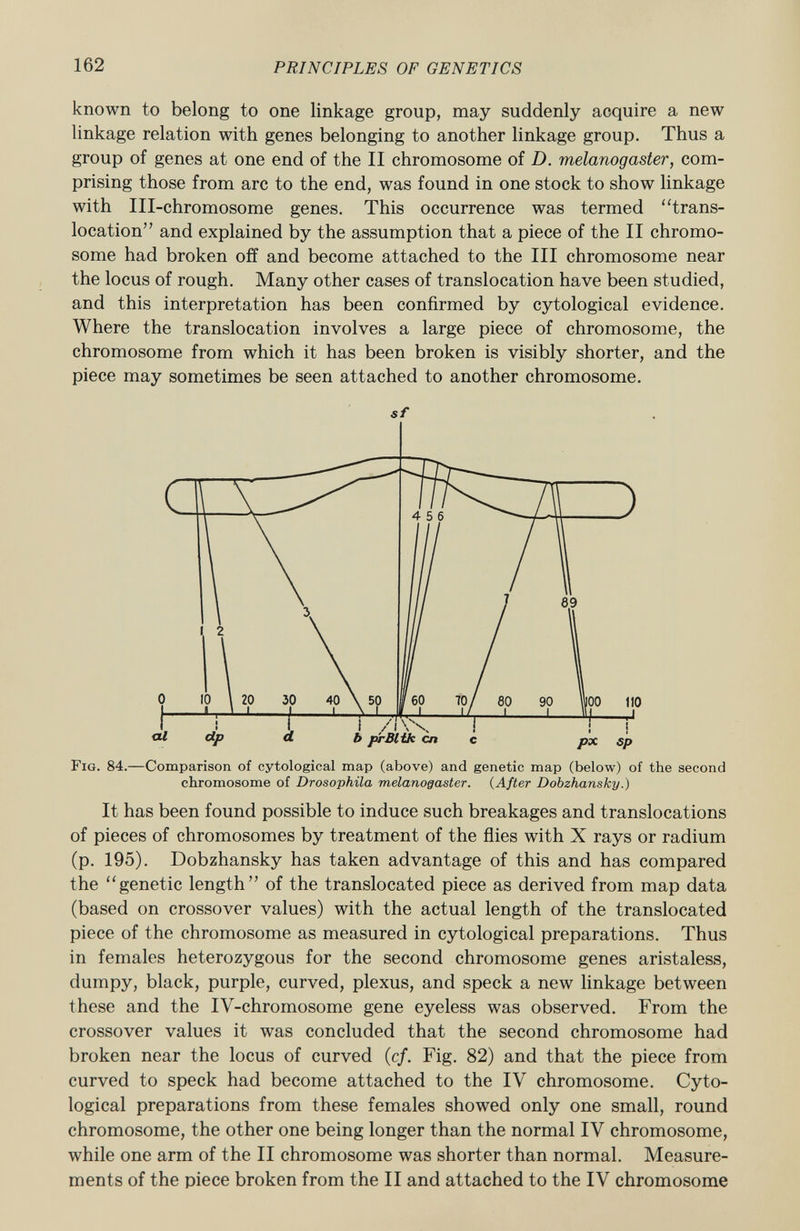 known to belong to one linkage group, may suddenly acquire a new linkage relation with genes belonging to another linkage group. Thus a group of genes at one end of the II chromosome of D. melanogaster, com prising those from arc to the end, was found in one stock to show linkage with Ill-chromosome genes. This occurrence was termed trans location and explained by the assumption that a piece of the II chromo some had broken off and become attached to the III chromosome near the locus of rough. Many other cases of translocation have been studied, and this interpretation has been confirmed by cytological evidence. Where the translocation involves a large piece of chromosome, the chromosome from which it has been broken is visibly shorter, and the piece may sometimes be seen attached to another chromosome. sf chromosome of Drosophila melanogaster. (After Dobzhansky.) It has been found possible to induce such breakages and translocations of pieces of chromosomes by treatment of the flies with X rays or radium (p. 195). Dobzhansky has taken advantage of this and has compared the genetic length of the translocated piece as derived from map data (based on crossover values) with the actual length of the translocated piece of the chromosome as measured in cytological preparations. Thus in females heterozygous for the second chromosome genes aristaless, dumpy, black, purple, curved, plexus, and speck a new linkage between these and the IV-chromosome gene eyeless was observed. From the crossover values it was concluded that the second chromosome had broken near the locus of curved (cf. Fig. 82) and that the piece from curved to speck had become attached to the IV chromosome. Cyto logical preparations from these females showed only one small, round chromosome, the other one being longer than the normal IV chromosome, while one arm of the II chromosome was shorter than normal. Measure ments of the piece broken from the II and attached to the IV chromosome
