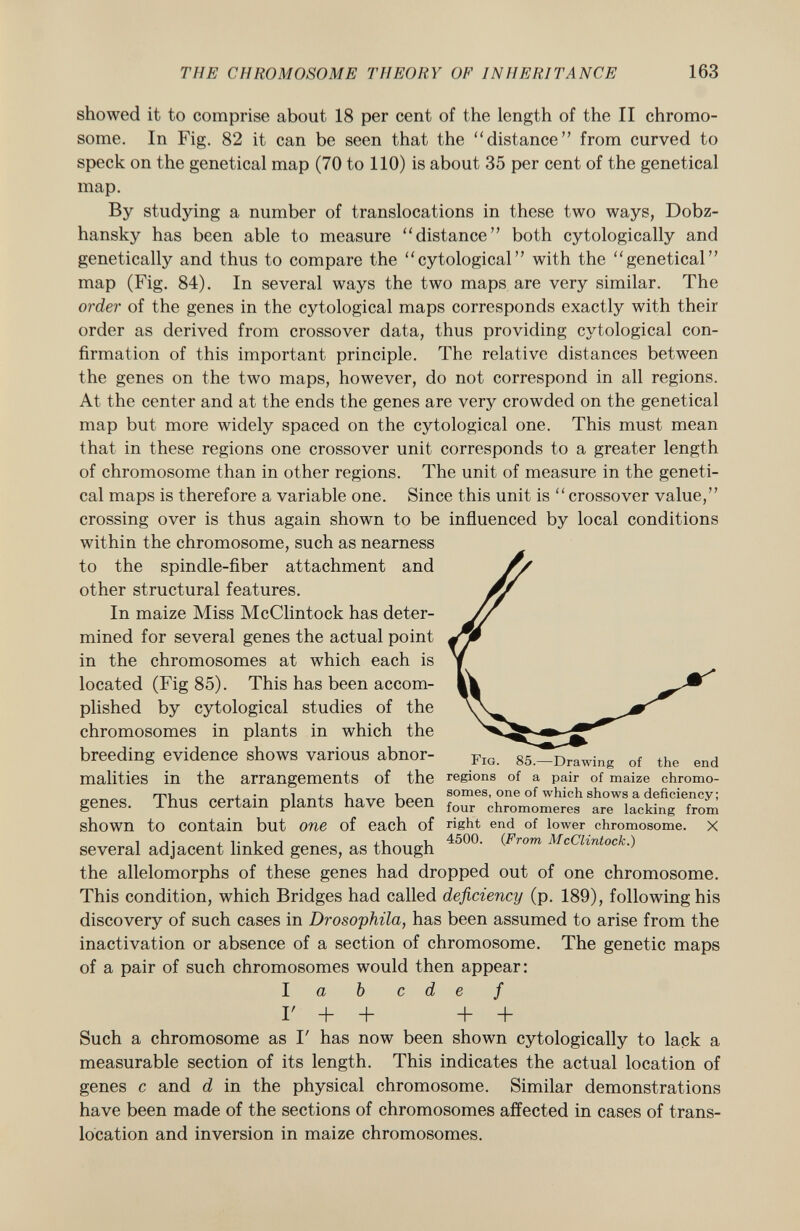 showed it to comprise about 18 per cent of the length of the II chromo some. In Fig. 82 it can be seen that the distance from curved to speck on the genetical map (70 to 110) is about 35 per cent of the genetical map. By studying a number of translocations in these two ways, Dobz- hansky has been able to measure distance both cytologically and genetically and thus to compare the cytological with the genetical map (Fig. 84). In several ways the two maps are very similar. The order of the genes in the cytological maps corresponds exactly with their order as derived from crossover data, thus providing cytological con firmation of this important principle. The relative distances between the genes on the two maps, however, do not correspond in all regions. At the center and at the ends the genes are very crowded on the genetical map but more widely spaced on the cytological one. This must mean that in these regions one crossover unit corresponds to a greater length of chromosome than in other regions. The unit of measure in the geneti cal maps is therefore a variable one. Since this unit is crossover value, crossing over is thus again shown to be influenced by local conditions within the chromosome, such as nearness to the spindle-fiber attachment and other structural features. In maize Miss McClintock has deter mined for several genes the actual point in the chromosomes at which each is located (Fig 85). This has been accom plished by cytological studies of the chromosomes in plants in which the breeding evidence shows various abnor- Fig . 85 T^ r 7 wirig of the end malities in the arrangements of the regions of a pair of maize chromo- ÍTPT1PS Thnq pprtain niants havp bppn ? omes - one of which show s a deficiency; genes. inus certain plants nave Deen f our c hromomeres are lacking from shown to contain but one of each of ri K h t. end of lower chromosome. X several adjacent linked genes, as though 4500 ' ( - From M cChntock.) the allelomorphs of these genes had dropped out of one chromosome. This condition, which Bridges had called deficiency (p. 189), following his discovery of such cases in Drosophila, has been assumed to arise from the inactivation or absence of a section of chromosome. The genetic maps of a pair of such chromosomes would then appear: la b c d e f r + + + + Such a chromosome as I' has now been shown cytologically to lack a measurable section of its length. This indicates the actual location of genes c and d in the physical chromosome. Similar demonstrations have been made of the sections of chromosomes affected in cases of trans location and inversion in maize chromosomes.