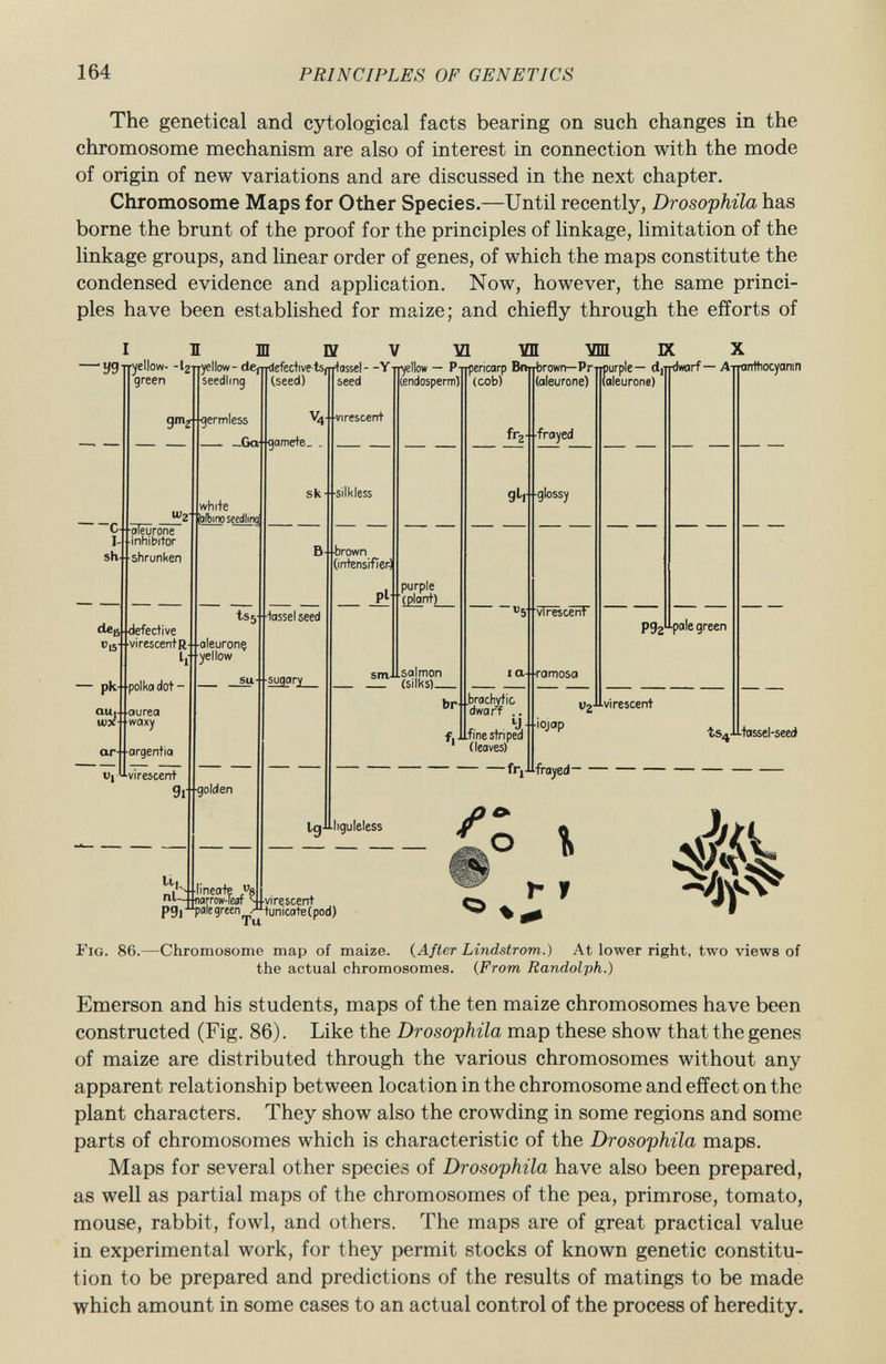 The genetical and cytological facts bearing on such changes in the chromosome mechanism are also of interest in connection with the mode of origin of new variations and are discussed in the next chapter. Chromosome Maps for Other Species.— Until recently, Drosophila has borne the brunt of the proof for the principles of linkage, limitation of the linkage groups, and linear order of genes, of which the maps constitute the condensed evidence and application. Now, however, the same princi ples have been established for maize; and chiefly through the efforts of I II —ye ~c i sh — pk QUi- ■ i tux art ■ «1 ■yellow- -Ij- green m IV vi vn ■ym K gm^ ■ germless — — C hi gamete. U) 2 -aleurone inhibitor shrunken d«i5 ■ defective C| 5 - virescentR li ■polka dot - aurea waxy argentia virescent ■yellow - cte (Tr {lefedive-ts /Tftassel - -Y-nyellow — P-rrpericarp Brwrbrown— Pr-npurple— d¡Trdwarf— A-narrttiocyanin seedling (seed) seed (endosperm) (cob) (aleurone) (aleurone) white falbino s eedlin g tsjfj-tassel seed aleuronç yellow sa -H- suga ry g 2 -golden lij nl-J P9i -pale green sk- -silkless •brown (intensifier-J l 9 ■virescent pi salmon — (silks) purple (plant) br- fr 2 - frayed gt, glossy ~ u 5 brachytio dwarf .. f, Jifinestriped 1 (leaves) -fr, virescent i a- -ramosci v 2 iojap •frayed P9z virescent pale green ts¿ ■tassel-seed liguleless / Tu virescent tunicate(pod) I ^ M F ig . 86.—Chromosome map of maize. ( After Lindstrom.) At lower right, two views of the actual chromosomes. ( From Randolph.) Emerson and his students, maps of the ten maize chromosomes have been constructed (Fig. 86). Like the Drosophila map these show that the genes of maize are distributed through the various chromosomes without any apparent relationship between location in the chromosome and effect on the plant characters. They show also the crowding in some regions and some parts of chromosomes which is characteristic of the Drosophila maps. Maps for several other species of Drosophila have also been prepared, as well as partial maps of the chromosomes of the pea, primrose, tomato, mouse, rabbit, fowl, and others. The maps are of great practical value in experimental work, for they permit stocks of known genetic constitu tion to be prepared and predictions of the results of matings to be made which amount in some cases to an actual control of the process of heredity.