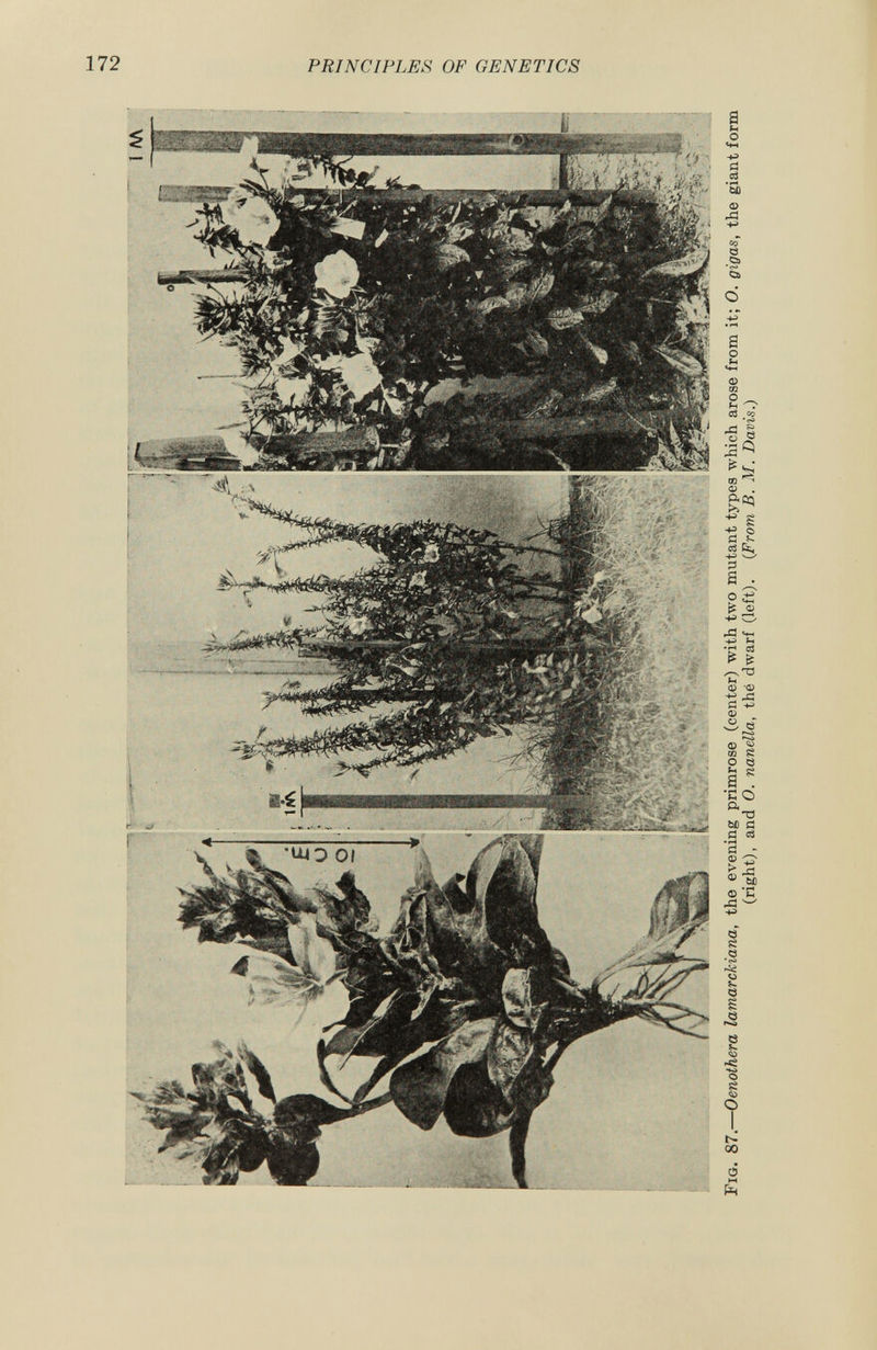 F ig. 87.— Oenothera lamarckiana, the evening primrose (center) with two mutant types which arose from it; O. gigas, the giant form (right), and O. nanella, thé dwarf (left). ( From B. M. Davis.)