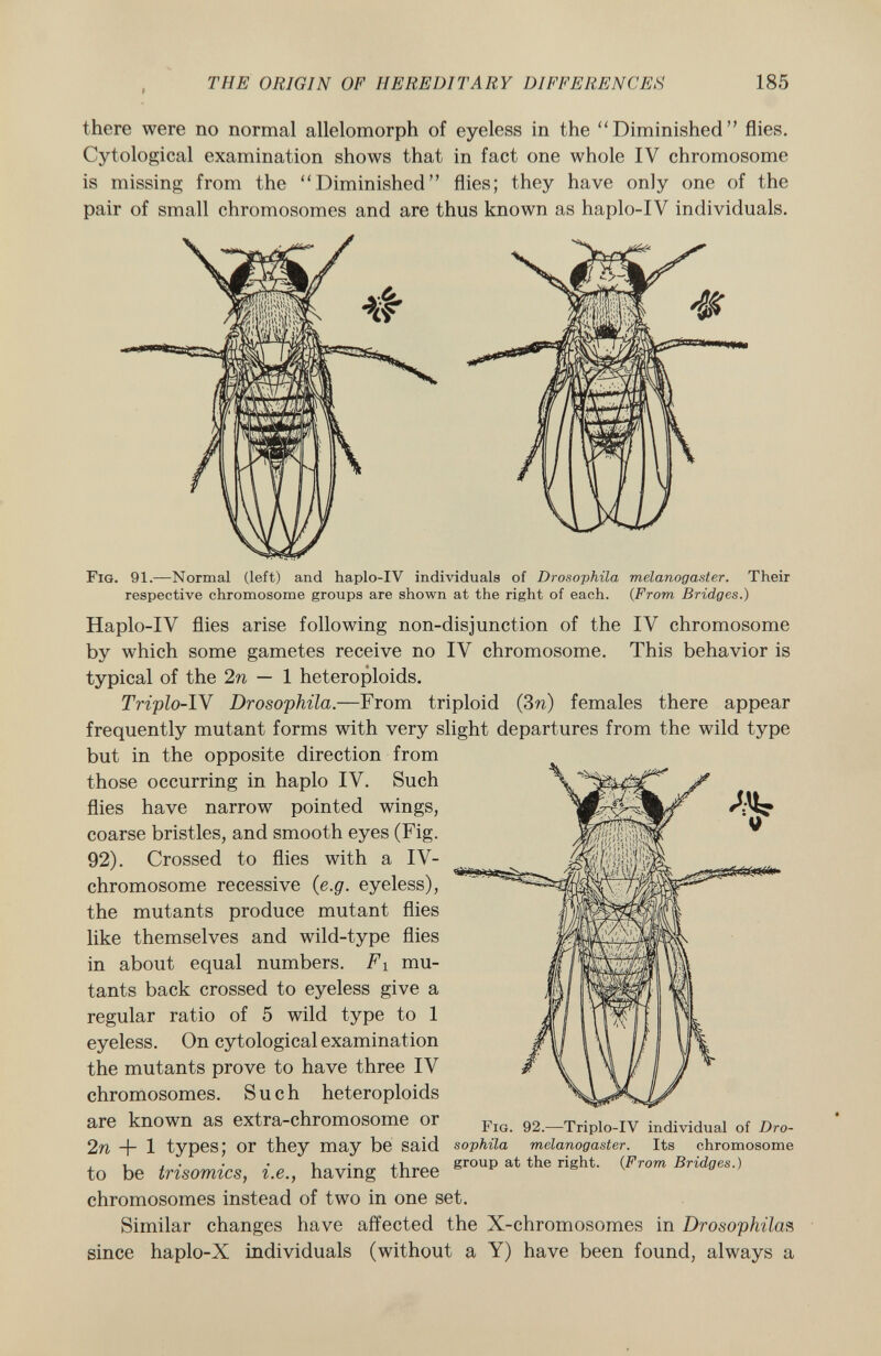 there were no normal allelomorph of eyeless in the Diminished flies. Cytological examination shows that in fact one whole IV chromosome is missing from the Diminished flies; they have only one of the pair of small chromosomes and are thus known as haplo-IV individuals. Fig . 91.—Normal (left) and haplo-IV individuals of Drosophila melanogaster. Their respective chromosome groups are shown at the right of each. ( From Bridges.) Haplo-IV flies arise following non-disjunction of the IV chromosome by which some gametes receive no IV chromosome. This behavior is typical of the 2n — 1 heteroploids. Triplo- IV Drosophila. —From triploid (3 n) females there appear frequently mutant forms with very slight departures from the wild type but in the opposite direction from those occurring in haplo IV. Such flies have narrow pointed wings, coarse bristles, and smooth eyes (Fig. 92). Crossed to flies with a IV- chromosome recessive {e.g. eyeless), the mutants produce mutant flies like themselves and wild-type flies in about equal numbers. Fi mu tants back crossed to eyeless give a regular ratio of 5 wild type to 1 eyeless. On cytological examination the mutants prove to have three IV chromosomes. Such heteroploids are known as extra-chromosome or Fig 92 ._ Triplo _ IV individual of Dr0 . In + 1 types; or they may be said sophila melanogaster. Its chromosome to be trisomies, i.e., having three group at the right ' (rom chromosomes instead of two in one set. Similar changes have affected the X-chromosomes in Drosophila s since haplo-X individuals (without a Y) have been found, always a