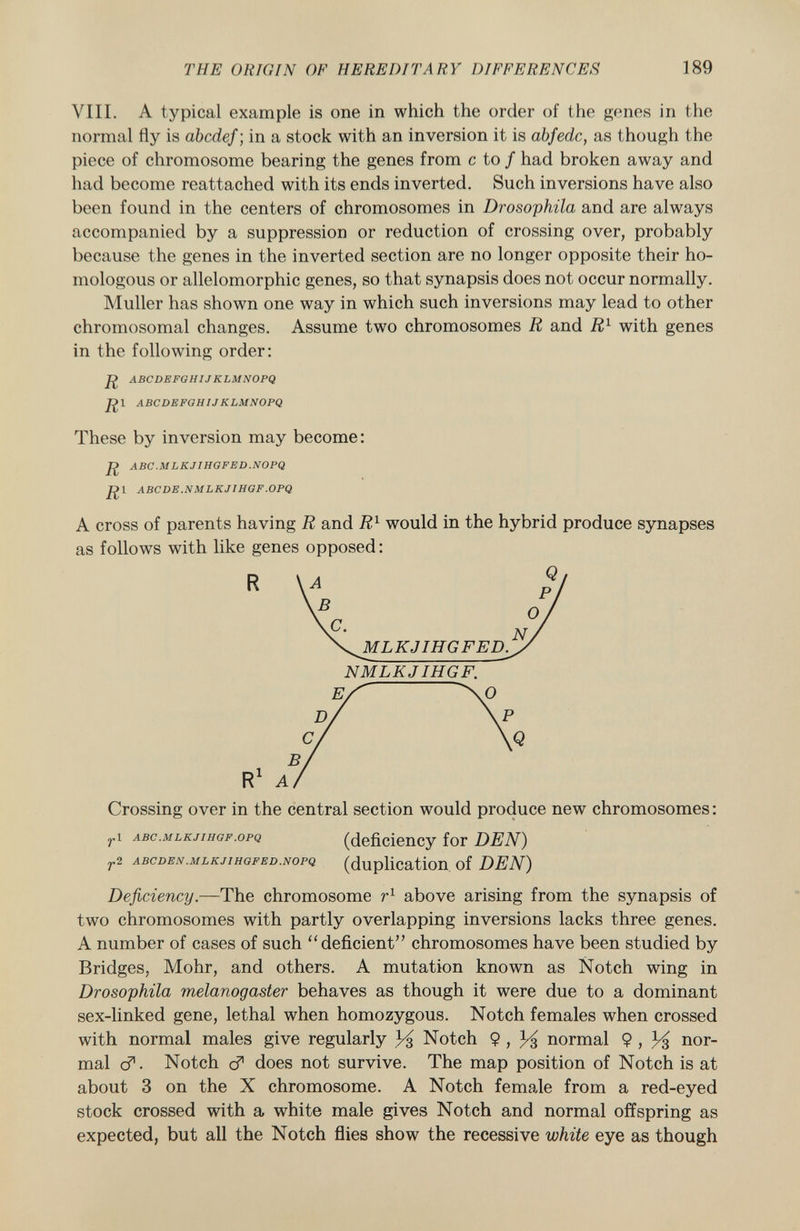 VIII. A typical example is one in which the order of the genes in the normal fly is abcdef ; in a stock with an inversion it is abfedc, as though the piece of chromosome bearing the genes from c to f had broken away and had become reattached with its ends inverted. Such inversions have also been found in the centers of chromosomes in Drosophila and are always accompanied by a suppression or reduction of crossing over, probably because the genes in the inverted section are no longer opposite their ho mologous or allelomorphic genes, so that synapsis does not occur normally. Muller has shown one way in which such inversions may lead to other chromosomal changes. Assume two chromosomes R and R 1 with genes in the following order: abcdefghij klmnopq fíl abcdefghij klmnopq These by inversion may become: abc mlkjihgfed.nopq fìl abcde .n mlkj1hgf .opq A cross of parents having R and R l would in the hybrid produce synapses E / \° D/ VP c/ \ q B/ R 1 A/ Crossing over in the central section would produce new chromosomes: r i abc.mlkjihgf.opq (deficiency for DEN) 7*2 abcden.mlkjihgfed.nopq (duplication of DEN) Deficiency. —The chromosome r 1 above arising from the synapsis of two chromosomes with partly overlapping inversions lacks three genes. A number of cases of such deficient chromosomes have been studied by Bridges, Möhr, and others. A mutation known as Notch wing in Drosophila melanogaster behaves as though it were due to a dominant sex-linked gene, lethal when homozygous. Notch females when crossed with normal males give regularly % Notch $ , ^ normal $ , nor mal cf. Notch c? does not survive. The map position of Notch is at about 3 on the X chromosome. A Notch female from a red-eyed stock crossed with a white male gives Notch and normal offspring as expected, but all the Notch flies show the recessive white eye as though