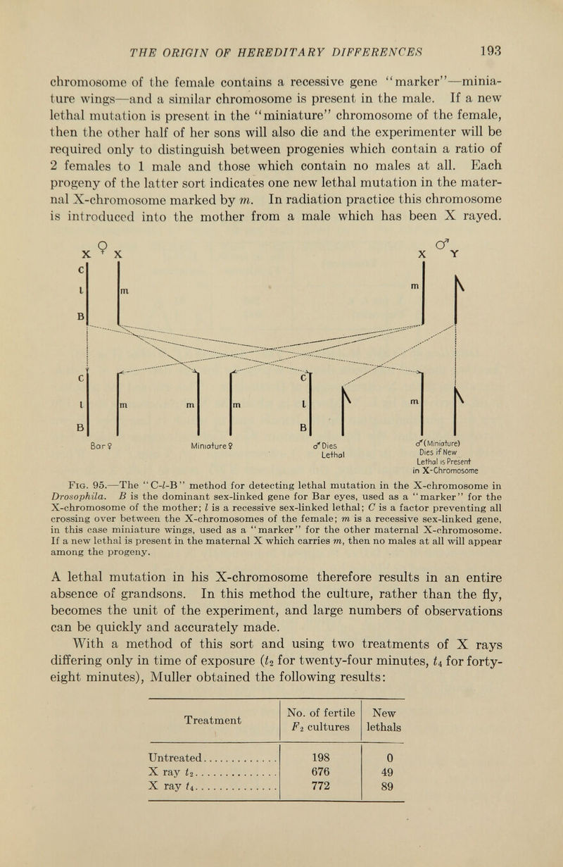 chromosome of the female contains a recessive gene marker—minia ture wings—and a similar chromosome is present in the male. If a new lethal mutation is present in the miniature chromosome of the female, then the other half of her sons will also die and the experimenter will be required only to distinguish between progenies which contain a ratio of 2 females to 1 male and those which contain no males at all. Each progeny of the latter sort indicates one new lethal mutation in the mater nal X-chromosome marked by m. In radiation practice this chromosome is introduced into the mother from a male which has been X rayed. 9 Cf X Y m m m K l\ Bar 9 Miniature ? ö* Dies Lethal (/(Miniature) Dies if New Lethal is Present in X-Chromosome F ig. 95. —The C-Z -B method for detecting lethal mutation in the X -chromosome in Drosophila. B is the dominant sex-linked gene for Bar eyes, used as a marker for the X-chromosome of the mother; I is a recessive sex-linked lethal; C is a factor preventing all crossing over between the X-chromosomes of the female; m is a recessive sex-linked gene, in this case miniature wings, used as a marker for the other maternal X-chromosome. If a new lethal is present in the maternal X which carries to , then no males at all will appear among the progeny. A lethal mutation in his X-chromosome therefore results in an entire absence of grandsons. In this method the culture, rather than the fly, becomes the unit of the experiment, and large numbers of observations can be quickly and accurately made. With a method of this sort and using two treatments of X rays differing only in time of exposure (¿2 for twenty-four minutes, ¿4 for forty- eight minutes), Muller obtained the following results: Treatment No. of fertile Fi cultures New lethals Untreated 198 0 X ray i 2 676 49 X ray /4 772 89