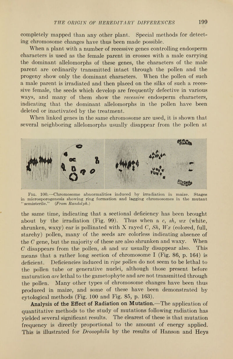 completely mapped than any other plant. Special methods for detect ing chromosome changes have thus been made possible. When a plant with a number of recessive genes controlling endosperm characters is used as the female parent in crosses with a male carrying the dominant allelomorphs of these genes, the characters of the male parent are ordinarily transmitted intact through the pollen and the progeny show only the dominant characters. When the pollen of such a male parent is irradiated and then placed on the silks of such a reces sive female, the seeds which develop are frequently defective in various ways, and many of them show the recessive endosperm characters, indicating that the dominant allelomorphs in the pollen have been deleted or inactivated by the treatment. When linked genes in the same chromosome are used, it is shown that several neighboring allelomorphs usually disappear from the pollen at F ig. 100. —Chromosome abnormalities induced by irradiation in maize. Stages in microsporogenesis showing ring formation and lagging chromosomes in the mutant semisterile. ( From Randolph.) the same time, indicating that a sectional deficiency has been brought about by the irradiation (Fig. 99). Thus when a c, sh, wx (white, shrunken, waxy) ear is pollinated with X rayed C, Sh, Wx (colored, full, starchy) pollen, many of the seeds are colorless indicating absence of the C gene, but the majority of these are also shrunken and waxy. When C disappears from the pollen, sh and wx usually disappear also. This means that a rather long section of chromosome I (Fig. 86, p. 164) is deficient. Deficiencies induced in ripe pollen do not seem to be lethal to the pollen tube or generative nuclei, although those present before maturation are lethal to the gametophyte and are not transmitted through the pollen. Many other types of chromosome changes have been thus produced in maize, and some of these have been demonstrated by cytological methods (Fig. 100 and Fig. 85, p. 163). Analysis of the Effect of Radiation on Mutation. —The application of quantitative methods to the study of mutations following radiation has yielded several significant results. The clearest of these is that mutation frequency is directly proportional to the amount of energy applied. This is illustrated for Drosophila by the results of Hanson and Heys
