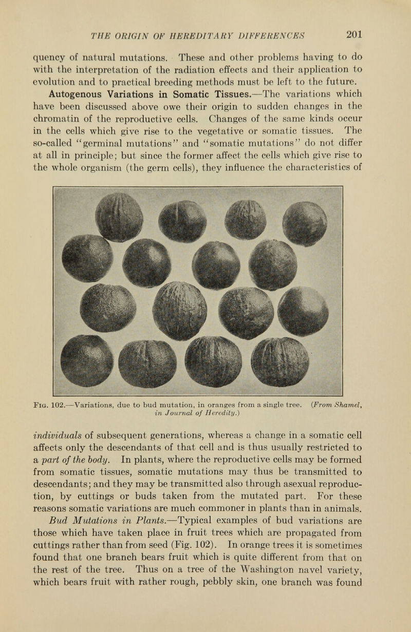 quency of natural mutations. These and other problems having to do with the interpretation of the radiation effects and their application to evolution and to practical breeding methods must be left to the future. Autogenous Variations in Somatic Tissues. —The variations which have been discussed above owe their origin to sudden changes in the chromatin of the reproductive cells. Changes of the same kinds occur in the cells which give rise to the vegetative or somatic tissues. The so-called germinal mutations and somatic mutations do not differ at all in principle; but since the former affect the cells which give rise to the whole organism (the germ cells), they influence the characteristics of F ig. 102. —Variations, due to bud mutation, in oranges from a single tree. ( From Shamel, in Journal of Heredity.) individuals of subsequent generations, whereas a change in a somatic cell affects only the descendants of that cell and is thus usually restricted to a part of the body. In plants, where the reproductive cells may be formed from somatic tissues, somatic mutations may thus be transmitted to descendants; and they may be transmitted also through asexual reproduc tion, by cuttings or buds taken from the mutated part. For these reasons somatic variations are much commoner in plants than in animals. Bud Mutations in Plants. —Typical examples of bud variations are those which have taken place in fruit trees which are propagated from cuttings rather than from seed (Fig. 102). In orange trees it is sometimes found that one branch bears fruit which is quite different from that on the rest of the tree. Thus on a tree of the Washington navel variety, which bears fruit with rather rough, pebbly skin, one branch was found