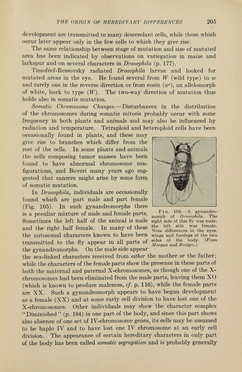 development are transmitted to many descendant cells, while those which occur later appear only in the few cells to which they give rise. The same relationship between stage of mutation and size of mutated area has been indicated by observations on variegation in maize and larkspur and on several characters in Drosophila (p. 177). Timoféef-Ressovsky radiated Drosophila larvae and looked for mutated areas in the eye. He found several from W (wild type) to w and rarely one in the reverse direction or from eosin (w e ), an allelomorph of white, back to type (W). The two-way direction of mutation thus holds also in somatic mutation. Somatic Chromosome Changes. —Disturbances in the distribution of the chromosomes during somatic mitosis probably occur with some frequency in both plants and animals and may also be influenced by radiation and temperature. Tetraploid and heteroploid cells have been occasionally found in plants, and these may give rise to branches which differ from the rest of the cells. In some plants and animals the cells composing tumor masses have been found to have abnormal chromosome con figurations, and Boveri many years ago sug gested that cancers might arise by some form of somatic mutation. In Drosophila, individuals are occasionally found which are part male and part female (Fig. 105). In such gynandromorphs there is a peculiar mixture of male and female parts. Sometimes the left half of the animal is male and the right half female. In many of these the autosomal characters known to have been transmitted to the fly appear in all parts of the gynandromorphs. On the male side appear the sex-linked characters received from either the mother or the father; while the characters of the female parts show the presence in these parts of both the maternal and paternal X-chromosomes, as though one of the X- chromosomes had been eliminated from the male parts, leaving them XO (which is known to produce maleness, cf. p. 116), while the female parts are XX. Such a gynandromorph appears to have begun development as a female (XX) and at some early cell division to have lost one of the X-chromosomes. Other individuals may show the character complex Diminished (p. 184) in one part of the body, and since this part shows also absence of one set of IV-chromosome genes, its cells may be assumed to be haplo IV and to have lost one IV chromosome at an early cell division. The appearance of certain hereditary characters in only part of the body has been called somatic segregation and is probably generally F ig . 105.—A gynandro morph of Drosophila. The right side of this fly was male; the left side was female. Note differences in the eyes, wings and forelegs of the two sides of the body. ( From Morgan and Bridges.)
