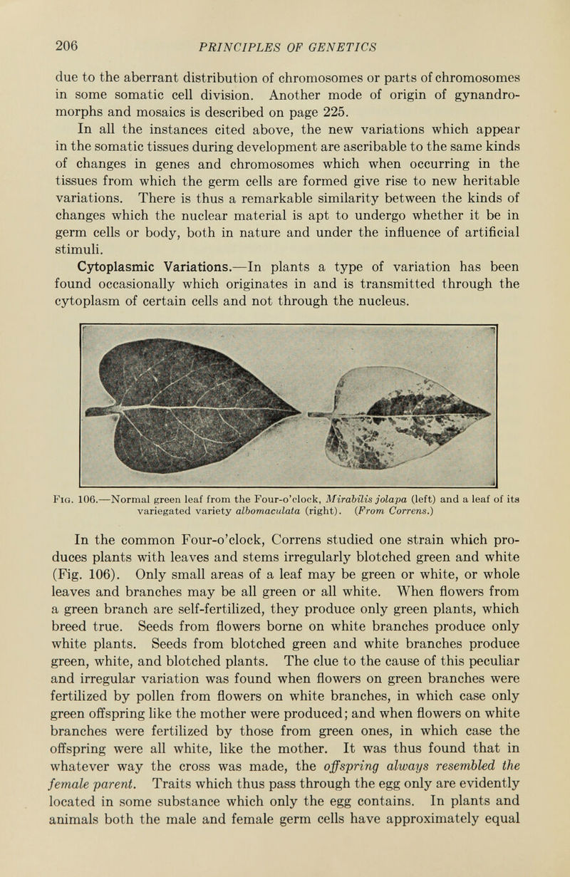 due to the aberrant distribution of chromosomes or parts of chromosomes in some somatic cell division. Another mode of origin of gynandro- morphs and mosaics is described on page 225. In all the instances cited above, the new variations which appear in the somatic tissues during development are ascribable to the same kinds of changes in genes and chromosomes which when occurring in the tissues from which the germ cells are formed give rise to new heritable variations. There is thus a remarkable similarity between the kinds of changes which the nuclear material is apt to undergo whether it be in germ cells or body, both in nature and under the influence of artificial stimuli. Cytoplasmic Variations. —In plants a type of variation has been found occasionally which originates in and is transmitted through the cytoplasm of certain cells and not through the nucleus. F ig . 106.—Normal green leaf from the Four-o'clock, Mirabilis jolapa (left) and a leaf of its variegated variety albomaculata (right). ( From Correns.) In the common Four-o'clock, Correns studied one strain which pro duces plants with leaves and stems irregularly blotched green and white (Fig. 106). Only small areas of a leaf may be green or white, or whole leaves and branches may be all green or all white. When flowers from a green branch are self-fertilized, they produce only green plants, which breed true. Seeds from flowers borne on white branches produce only white plants. Seeds from blotched green and white branches produce green, white, and blotched plants. The clue to the cause of this peculiar and irregular variation was found when flowers on green branches were fertilized by pollen from flowers on white branches, in which case only green offspring like the mother were produced; and when flowers on white branches were fertilized by those from green ones, in which case the offspring were all white, like the mother. It was thus found that in whatever way the cross was made, the offspring always resembled the female parent. Traits which thus pass through the egg only are evidently located in some substance which only the egg contains. In plants and animals both the male and female germ cells have approximately equal