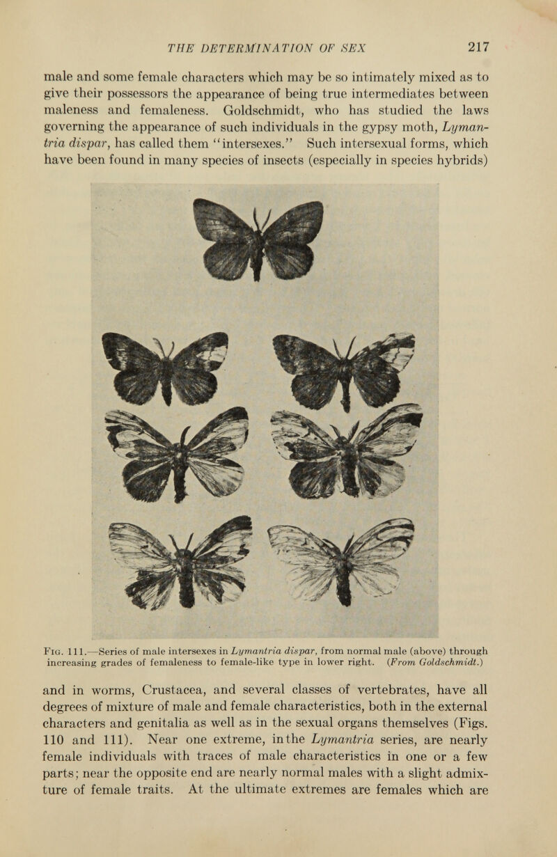 male and some female characters which may be so intimately mixed as to give their possessors the appearance of being true intermediates between maleness and femaleness. Goldschmidt, who has studied the laws governing the appearance of such individuals in the gypsy moth, Lyman tria dispar, has called them intersexes. Such intersexual forms, which have been found in many species of insects (especially in species hybrids) Fig . 111.—Series of male intersexes in Lymantria dispar , from normal male (above) through increasing grades of femaleness to female-like type in lower right. ( From Goldschmidt.) and in worms, Crustacea, and several classes of vertebrates, have all degrees of mixture of male and female characteristics, both in the external characters and genitalia as well as in the sexual organs themselves (Figs. 110 and 111). Near one extreme, in the Lymantria series, are nearly female individuals with traces of male characteristics in one or a few parts ; near the opposite end are nearly normal males with a slight admix ture of female traits. At the ultimate extremes are females which are