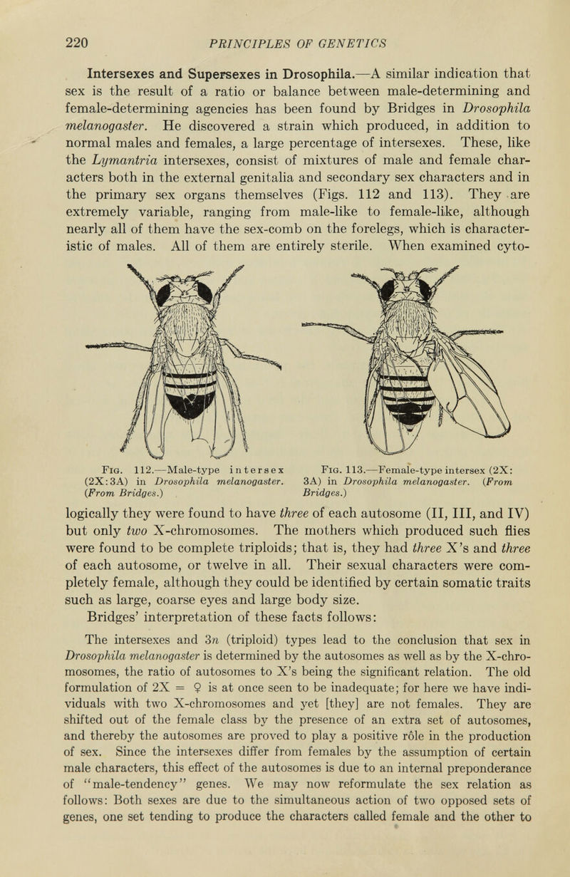 Intersexes and Supersexes in Drosophila. —A similar indication that sex is the result of a ratio or balance between male-determining and female-determining agencies has been found by Bridges in Drosophila melanogaster. He discovered a strain which produced, in addition to normal males and females, a large percentage of intersexes. These, like the Lymantria intersexes, consist of mixtures of male and female char acters both in the external genitalia and secondary sex characters and in the primary sex organs themselves (Figs. 112 and 113). They are extremely variable, ranging from male-like to female-like, although nearly all of them have the sex-comb on the forelegs, which is character istic of males. All of them are entirely sterile. When examined cyto- Fig . 112.—Male-type intersex Fig . 113.—Female-type intersex (2X: (2X : 3A) in Drosophila melanogaster. 3A) in Drosophila melanogaster. (From (.From Bridges.) Bridges.) logically they were found to have three of each autosome (II, III, and IV) but only two X-chromosomes. The mothers which produced such flies were found to be complete triploids; that is, they had three X's and three of each autosome, or twelve in all. Their sexual characters were com pletely female, although they could be identified by certain somatic traits such as large, coarse eyes and large body size. Bridges' interpretation of these facts follows: The intersexes and 3n (triploid) types lead to the conclusion that sex in Drosophila melanogaster is determined by the autosomes as well as by the X-chro mosomes, the ratio of autosomes to X's being the significant relation. The old formulation of 2X = $ is at once seen to be inadequate; for here we have indi viduals with two X-chromosomes and yet [they] are not females. They are shifted out of the female class by the presence of an extra set of autosomes, and thereby the autosomes are proved to play a positive rôle in the production of sex. Since the intersexes differ from females by the assumption of certain male characters, this effect of the autosomes is due to an internal preponderance of male-tendency genes. We may now reformulate the sex relation as follows: Both sexes are due to the simultaneous action of two opposed sets of genes, one set tending to produce the characters called female and the other to
