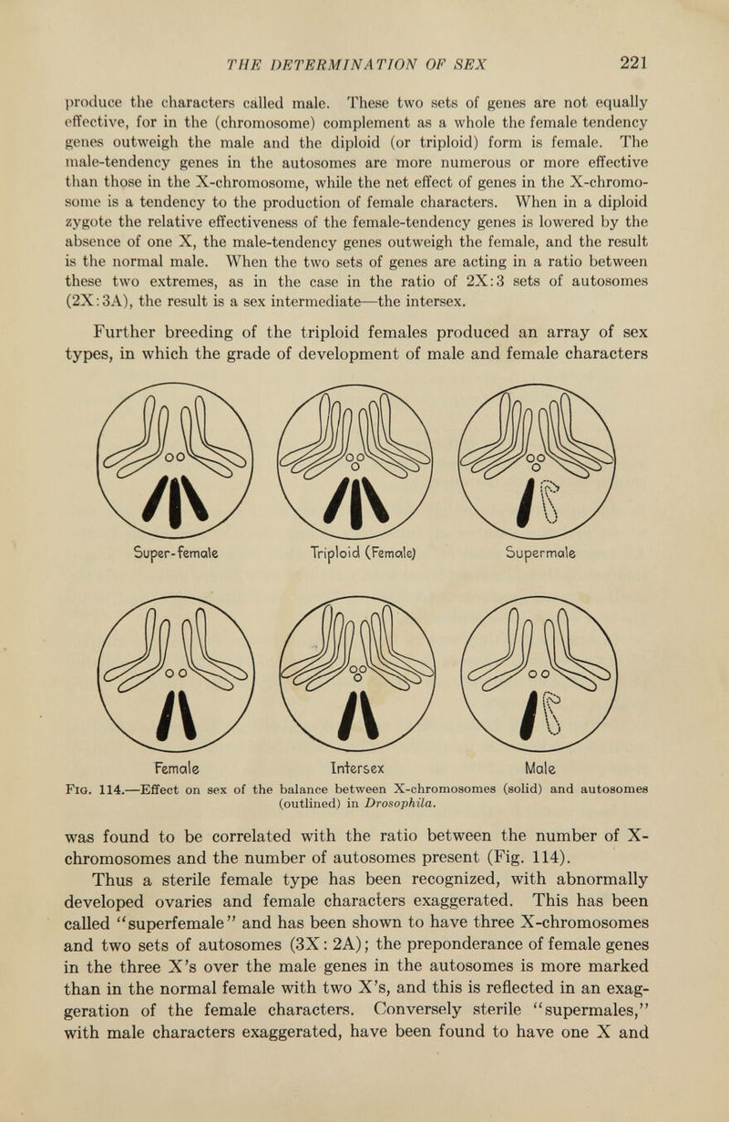 produce the characters called male. These two sets of genes are not equally effective, for in the (chromosome) complement as a whole the female tendency genes outweigh the male and the diploid (or triploid) form is female. The male-tendency genes in the autosomes are more numerous or more effective than those in the X-chromosome, while the net effect of genes in the X-chromo- some is a tendency to the production of female characters. When in a diploid zygote the relative effectiveness of the female-tendency genes is lowered by the absence of one X, the male-tendency genes outweigh the female, and the result is the normal male. When the two sets of genes are acting in a ratio between these two extremes, as in the case in the ratio of 2X:3 sets of autosomes (2X:3A), the result is a sex intermediate—the intersex. Further breeding of the triploid females produced an array of sex types, in which the grade of development of male and female characters Super-female Triploid (Female) Supermale Female Intersex Male Fig. 114. —Effect on sex of the balance between X-chromosomes (solid) and autosomes (outlined) in Drosophila. was found to be correlated with the ratio between the number of X- chromosomes and the number of autosomes present (Fig. 114). Thus a sterile female type has been recognized, with abnormally developed ovaries and female characters exaggerated. This has been called superiemale and has been shown to have three X-chromosomes and two sets of autosomes (3X : 2A) ; the preponderance of female genes in the three X's over the male genes in the autosomes is more marked than in the normal female with two X's, and this is reflected in an exag geration of the female characters. Conversely sterile supermales, with male characters exaggerated, have been found to have one X and