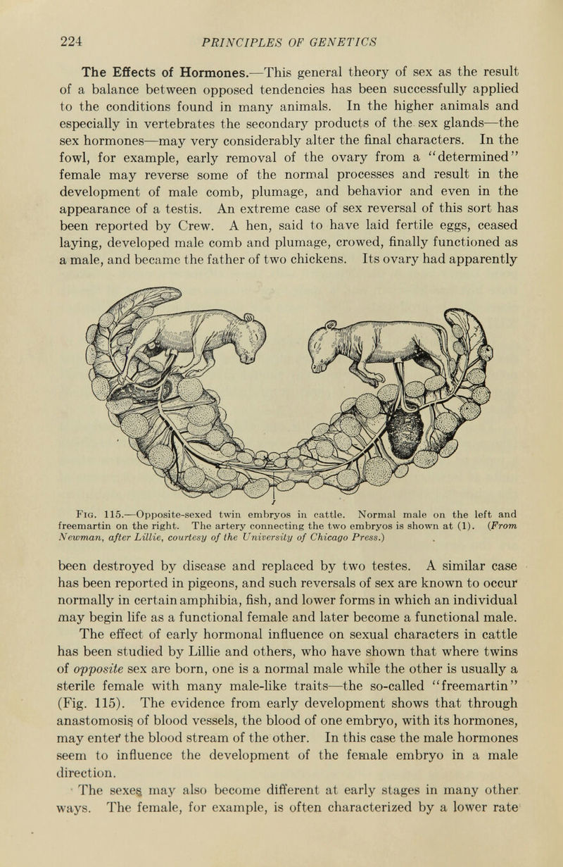 The Effects of Hormones. —This general theory of sex as the result of a balance between opposed tendencies has been successfully applied to the conditions found in many animals. In the higher animals and especially in vertebrates the secondary products of the sex glands—the sex hormones—may very considerably alter the final characters. In the fowl, for example, early removal of the ovary from a determined female may reverse some of the normal processes and result in the development of male comb, plumage, and behavior and even in the appearance of a testis. An extreme case of sex reversal of this sort has been reported by Crew. A hen, said to have laid fertile eggs, ceased laying, developed male comb and plumage, crowed, finally functioned as a male, and became the father of two chickens. Its ovary had apparently Fig. 115. —Opposite-sexed twin embryos in cattle. Normal male on the left and freemartin on the right. The artery connecting the two embryos is shown at (1). ( From Newman, after Lillie, courtesy of the University of Chicago Press.) been destroyed by disease and replaced by two testes. A similar case has been reported in pigeons, and such reversals of sex are known to occur normally in certain amphibia, fish, and lower forms in which an individual may begin life as a functional female and later become a functional male. The effect of early hormonal influence on sexual characters in cattle has been studied by Lillie and others, who have shown that where twins of opposite sex are born, one is a normal male while the other is usually a sterile female with many male-like traits—the so-called freemartin (Fig. 115). The evidence from early development shows that through anastomosis of blood vessels, the blood of one embryo, with its hormones, may enter the blood stream of the other. In this case the male hormones seem to influence the development of the female embryo in a male direction. The sexeg may also become different at early stages in many other ways. The female, for example, is often characterized by a lower rate