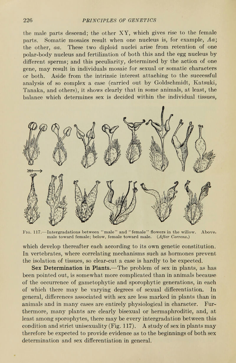 the male parts descend; the other XY, which gives rise to the female parts. Somatic mosaics result when one nucleus is, for example, Aa; the other, aa. These two diploid nuclei arise from retention of one polar-body nucleus and fertilization of both this and the egg nucleus by different sperms; and this peculiarity, determined by the action of one gene, may result in individuals mosaic for sexual or somatic characters or both. Aside from the intrinsic interest attaching to the successful analysis of so complex a case (carried out by Goldschmidt, Katsuki, Tanaka, and others), it shows clearly that in some animals, at least, the balance which determines sex is decided within the individual tissues, Fig . 117.—Intergradations between male and female flowers in the willow. Above, male toward female; below, female toward male. ( After Correns.) which develop thereafter each according to its own genetic constitution. In vertebrates, where correlating mechanisms such as hormones prevent the isolation of tissues, so clear-cut a case is hardly to be expected. Sex Determination in Plants. —The problem of sex in plants, as has been pointed out, is somewhat more complicated than in animals because of the occurrence of gametophytic and sporophytic generations, in each of which there may be varying degrees of sexual differentiation. In general, differences associated with sex are less marked in plants than in animals and in many cases are entirely physiological in character. Fur thermore, many plants are clearly bisexual or hermaphroditic, and, at least among sporophytes, there may be every intergradation between this condition and strict unisexuality (Fig. 117). A study of sex in plants may therefore be expected to provide evidence as to the beginnings of both sex determination and sex differentiation in general.