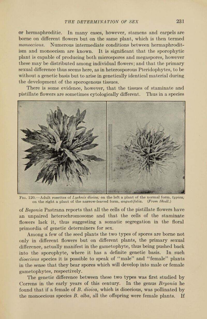 or hermaphroditic. In many cases, however, stamens and carpels are borne on different flowers but on the same plant, which is then termed monoecious. Numerous intermediate conditions between hermaphrodit ism and monoecism are known. It is significant that the sporophytic plant is capable of producing both microspores and megaspores, however these may be distributed among individual flowers; and that the primary sexual difference thus seems here, as in heterosporous Pteridophytes, to be without a genetic basis but to arise in genetically identical material during the development of the sporogenous tissues. There is some evidence, however, that the tissues of staminate and pistillate flowers are sometimes cytologically different. Thus in a species Fig . 120.—Adult rosettes of Lychnis dioica; on the left a plant of the normal form, typica; on the right a plant of the narrow-leaved form, angustifolia. (From Shull.) of Begonia Pastrana reports that all the cells of the pistillate flowers have an unpaired hétérochromosome and that the cells of the staminate flowers lack it, thus suggesting a somatic segregation in the floral primordia of genetic determiners for sex. Among a few of the seed plants the two types of spores are borne not only in different flowers but on different plants, the primary sexual difference, actually manifest in the gametophyte, thus being pushed back into the sporophyte, where it has a definite genetic basis. In such dioecious species it is possible to speak of male and female plants in the sense that they bear spores which will develop into male or female gametophytes, respectively. The genetic difference between these two types was first studied by Correns in the early years of this century. In the genus Bryonia he found that if a female of B. dioica, which is dioecious, was pollinated by the monoecious species B. alba, all the offspring were female plants. If