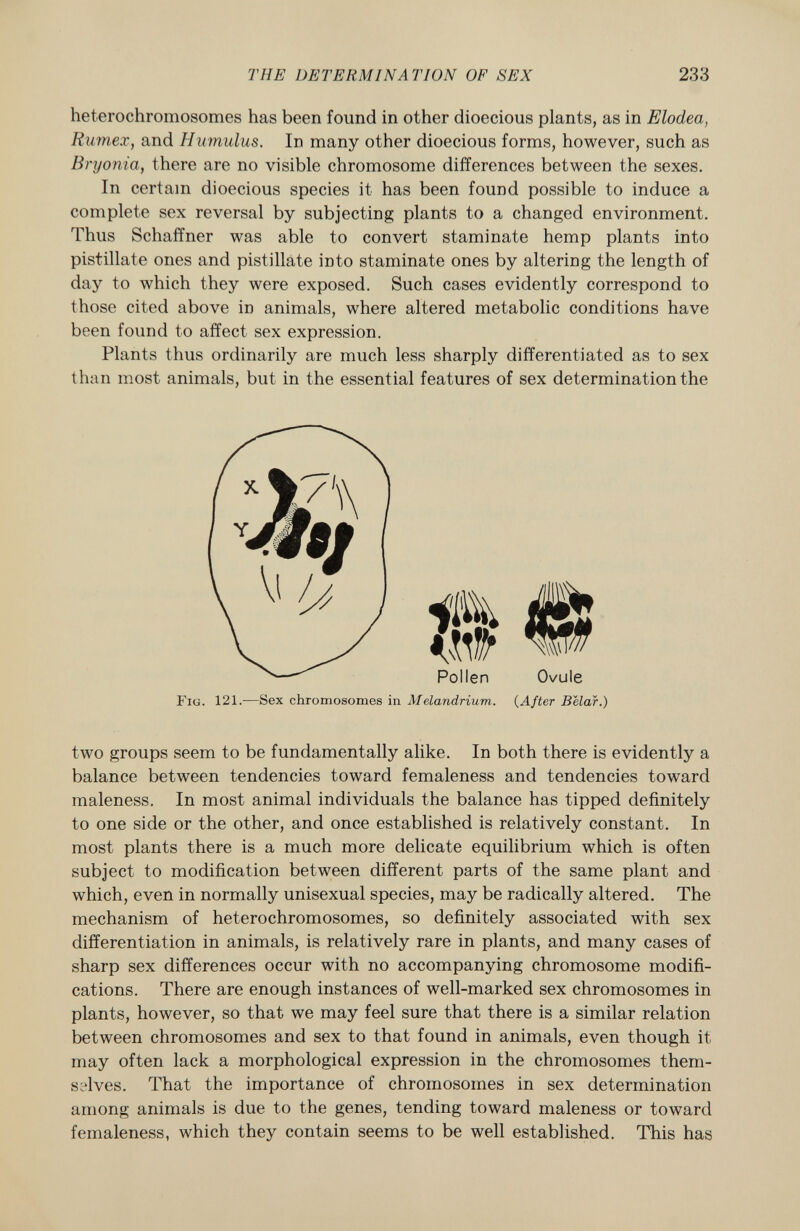 hétérochromosomes has been found in other dioecious plants, as in Elodea, Rumex, and Humulus. In many other dioecious forms, however, such as Bryonia, there are no visible chromosome differences between the sexes. In certain dioecious species it has been found possible to induce a complete sex reversal by subjecting plants to a changed environment. Thus Schaffner was able to convert staminate hemp plants into pistillate ones and pistillate into staminate ones by altering the length of day to which they were exposed. Such cases evidently correspond to those cited above in animals, where altered metabolic conditions have been found to affect sex expression. Plants thus ordinarily are much less sharply differentiated as to sex than most animals, but in the essential features of sex determination the two groups seem to be fundamentally alike. In both there is evidently a balance between tendencies toward femaleness and tendencies toward maleness. In most animal individuals the balance has tipped definitely to one side or the other, and once established is relatively constant. In most plants there is a much more delicate equilibrium which is often subject to modification between different parts of the same plant and which, even in normally unisexual species, may be radically altered. The mechanism of hétérochromosomes, so definitely associated with sex differentiation in animals, is relatively rare in plants, and many cases of sharp sex differences occur with no accompanying chromosome modifi cations. There are enough instances of well-marked sex chromosomes in plants, however, so that we may feel sure that there is a similar relation between chromosomes and sex to that found in animals, even though it may often lack a morphological expression in the chromosomes them selves. That the importance of chromosomes in sex determination among animals is due to the genes, tending toward maleness or toward femaleness, which they contain seems to be well established. This has Fig . 121.—Sex chromosomes in Melandrium. (After Belar.)