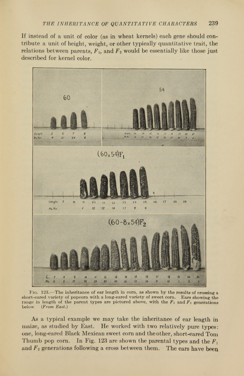 If instead of a unit of color (as in wheat kernels) each gene should con tribute a unit of height, weight, or other typically quantitative trait, the relations between parents, F\, and F 2 would be essentially like those just described for kernel color. í.^rA S 6 7 8 W*.  « tí '( /7 h n io 2; H, Kr ♦ It 1* I > . 1   'S it /S M) 1 ¿ (feO x 54ÌFi L. 7 » 9 W II a 13 K 15 16 ir 18 19 ZO ZI No z S rr 33 33 sì i-i 2. i 13 10 li aiti Fig. 123.— The inheritance of ear length in corn, as shown by the results of crossing a short-eared variety of popcorn with a long-eared variety of sweet corn. Ears showing the range in length of the parent types are pictured above, with the F1 and F2 generations below ( From East.) As a typical example we may take the inheritance of ear length in maize, as studied by East. He worked with two relatively pure types: one, long-eared Black Mexican sweet corn and the other, short-eared Tom Thumb pop corn. In Fig. 123 are shown the parental types and the F x and F2 generations following a cross between them. The ears have been