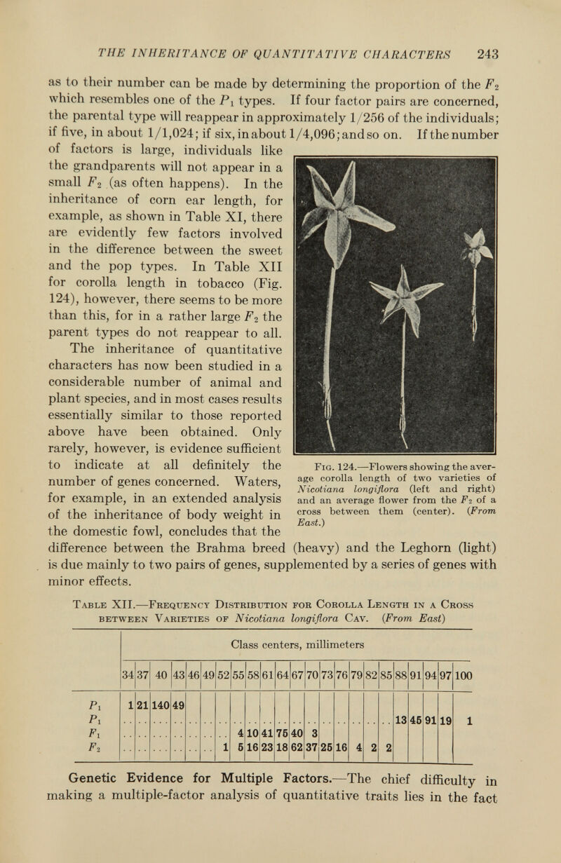 as to their number can be made by determining the proportion of the F<¿ which resembles one of the Pi types. If four factor pairs are concerned, the parental type will reappear in approximately 1/256 of the individuals; if five, in about 1/1,024; if six, inabout l/4,096;andso on. If the number of factors is large, individuals like the grandparents will not appear in a small F2 (as often happens). In the inheritance of corn ear length, for example, as shown in Table XI, there are evidently few factors involved in the difference between the sweet and the pop types. In Table XII for corolla length in tobacco (Fig. 124), however, there seems to be more than this, for in a rather large F 2 the parent types do not reappear to all. The inheritance of quantitative characters has now been studied in a considerable number of animal and plant species, and in most cases results essentially similar to those reported above have been obtained. Only rarely, however, is evidence sufficient to indicate at all definitely the number of genes concerned. Waters, for example, in an extended analysis of the inheritance of body weight in the domestic fowl, concludes that the difference between the Brahma breed (heavy) and the Leghorn (light) is due mainly to two pairs of genes, supplemented by a series of genes with minor effects. Fig . 124.—Flowers showing the aver age corolla length of two varieties of Nicotiana longiflora (left and right) and an average flower from the Fi of a cross between them (center). ( From East.) Table XII.—Frequency Distribution for Corolla Length in a Cross between Varieties of Nicotiana longiflora Cav. ( From East) Class centers, millimeters 34 37 40 43 46 49 52 55 58 61 64 67 70 73 76 79 82 85 88 91 94 97 100 pi p 1 F x F 2 1 21 140 49 13 45 91 19 1 4 10 41 7fi 40 3 1 ñ 16 23 18 62 37 25 16 4 2 2 Genetic Evidence for Multiple Factors. —The chief difficulty in making a multiple-factor analysis of quantitative traits lies in the fact