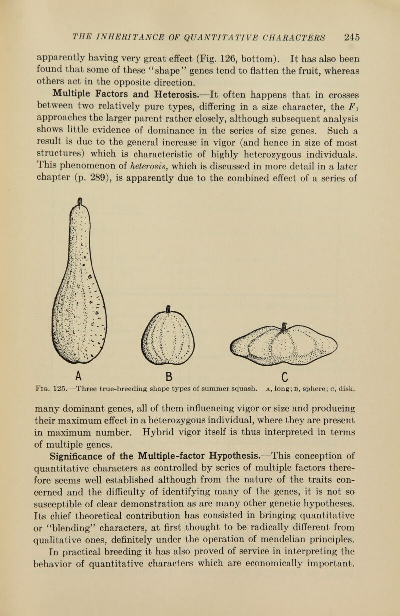 apparently having very great effect (Fig. 126, bottom). It has also been found that some of these shape genes tend to flatten the fruit, whereas others act in the opposite direction. Multiple Factors and Heterosis.— It often happens that in crosses between two relatively pure types, differing in a size character, the F i approaches the larger parent rather closely, although subsequent analysis shows little evidence of dominance in the series of size genes. Such a result is due to the general increase in vigor (and hence in size of most structures) which is characteristic of highly heterozygous individuals. This phenomenon of heterosis, which is discussed in more detail in a later chapter (p. 289), is apparently due to the combined effect of a series of Fig. 125. —Three true-breeding shape types of summer squash, a , long; b , sphere; c, disk. many dominant genes, all of them influencing vigor or size and producing their maximum effect in a heterozygous individual, where they are present in maximum number. Hybrid vigor itself is thus interpreted in terms of multiple genes. Significance of the Multiple-factor Hypothesis. —This conception of quantitative characters as controlled by series of multiple factors there fore seems well established although from the nature of the traits con cerned and the difficulty of identifying many of the genes, it is not so susceptible of clear demonstration as are many other genetic hypotheses. Its chief theoretical contribution has consisted in bringing quantitative or blending characters, at first thought to be radically different from qualitative ones, definitely under the operation of mendelian principles. In practical breeding it has also proved of service in interpreting the behavior of quantitative characters which are economically important.