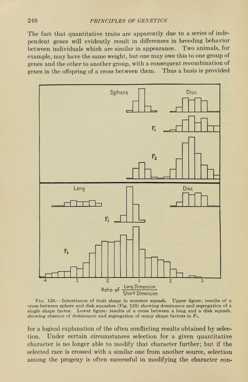 The fact that quantitative traits are apparently due to a series of inde pendent genes will evidently result in differences in breeding behavior between individuals which are similar in appearance. Two animals, for example, may have the same weight, but one may owe this to one group of genes and the other to another group, with a consequent recombination of genes in the offspring of a cross between them. Thus a basis is provided Sphere Disc F. Long Disc 2 Ratio of L l Long Dimension Short- Dimension Fig . 126.—Inheritance of fruit shape in summer squash. Upper figure; results of a cross between sphere and disk squashes (Fig. 125) showing dominance and segregation of a single shape factor. Lower figure: results of a cross between a long and a disk squash, showing absence of dominance and segregation of many shape factors in F2. for a logical explanation of the often conflicting results obtained by selec tion. Under certain circumstances selection for a given quantitative character is no longer able to modify that character further; but if the selected race is crossed with a similar one from another source, selection among the progeny is often successful in modifying the character con-