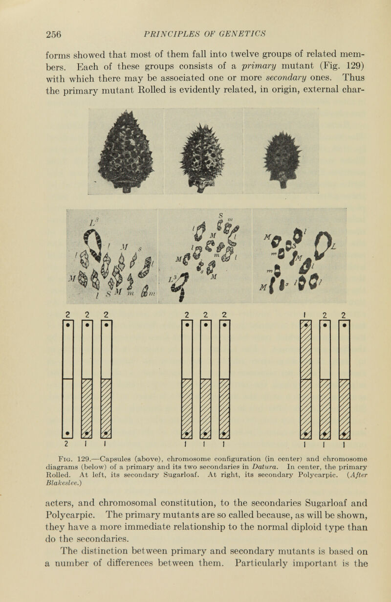 forms showed that most of them fall into twelve groups of related mem bers. Each of these groups consists of a primary mutant (Fig. 129) with which there may be associated one or more secondary ones. Thus the primary mutant Rolled is evidently related, in origin, external char- i 7/. i V. 7, I 1 M : oJ' n 0 9m .ft O ( i-'$0' I 2 2 ^ iti r* i ? i i Fig. 129,— Capsules (above), chromosome configuration (in center) and chromosome diagrams (below) of a primary and its two secondaries in Datura. In center, the primary Rolled. At left, its secondary Sugarloaf. At right, its secondary Polycarpic. ( After Blakeslee.) acters, and chromosomal constitution, to the secondaries Sugarloaf and Polycarpic. The primary mutants are so called because, as will be shown, they have a more immediate relationship to the normal diploid type than do the secondaries. The distinction between primary and secondary mutants is based on a number of differences between them. Particularly important is the
