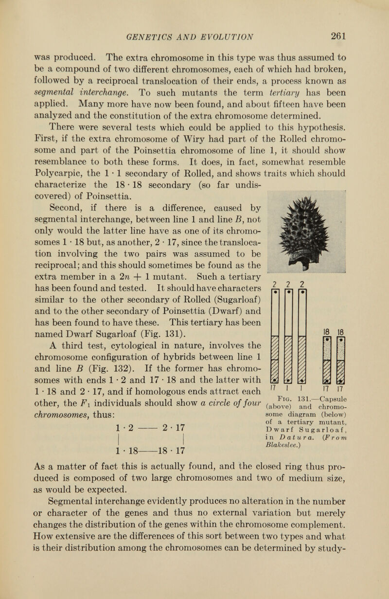 was produced. The extra chromosome in this type was thus assumed to be a compound of two different chromosomes, each of which had broken, followed by a reciprocal translocation of their ends, a process known as segmental interchange. To such mutants the term tertiary has been applied. Many more have now been found, and about fifteen have been analyzed and the constitution of the extra chromosome determined. There were several tests which could be applied to this hypothesis. First, if the extra chromosome of Wiry had part of the Rolled chromo some and part of the Poinsettia chromosome of line 1, it should show resemblance to both these forms. It does, in fact, somewhat resemble Polycarpic, the 1 • 1 secondary of Rolled, and shows traits which should characterize the 18 • 18 secondary (so far undis covered) of Poinsettia. Second, if there is a difference, caused by segmental interchange, between line 1 and line B, not only would the latter line have as one of its chromo somes 1 • 18 but, as another, 2 • 17, since the transloca tion involving the two pairs was assumed to be reciprocal; and this should sometimes be found as the extra member in a 2n + 1 mutant. Such a tertiary has been found and tested. It should have characters similar to the other secondary of Rolled (Sugarloaf) and to the other secondary of Poinsettia (Dwarf) and has been found to have these. This tertiary has been named Dwarf Sugarloaf (Fig. 131). A third test, cytological in nature, involves the chromosome configuration of hybrids between line 1 and line B (Fig. 132). If the former has chromo somes with ends 1 • 2 and 17 • 18 and the latter with 1 • 18 and 2 • 17, and if homologous ends attract each other, the F i individuals should show a circle of four chromosomes, thus: 1 • 2 2 • 17 2 18 17 1 • 18 18 • 17 7 I Fig . 131.—Capsule (above) and chromo some diagram (below) of a tertiary mutant, Dwarf Sugarloaf, in Datura. (From Blakeslee.) As a matter of fact this is actually found, and the closed ring thus pro duced is composed of two large chromosomes and two of medium size, as would be expected. Segmental interchange evidently produces no alteration in the number or character of the genes and thus no external variation but merely changes the distribution of the genes within the chromosome complement. How extensive are the differences of this sort between two types and what is their distribution among the chromosomes can be determined by study