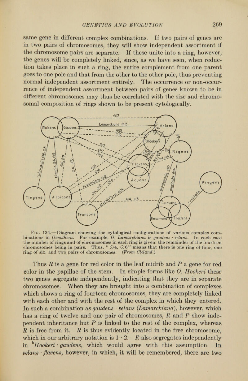 same gene in different complex combinations. If two pairs of genes are in two pairs of chromosomes, they will show independent assortment if the chromosome pairs are separate. If these unite into a ring, however, the genes will be completely linked, since, as we have seen, when reduc tion takes place in such a ring, the entire complement from one parent goes to one pole and that from the other to the other pole, thus preventing normal independent assortment entirely. The occurrence or non-occur rence of independent assortment between pairs of genes known to be in different chromosomes may thus be correlated with the size and chromo somal composition of rings shown to be present cytologically. Fig . 134.—Diagram showing the cytological configurations of various complex com binations in Oenothera. For example, 0. Lamarckiana is gaudens ■ velans. In each case the number of rings and of chromosomes in each ring is given, the remainder of the fourteen chromosomes being in pairs. Thus,  04, 06 means that there is one ring of four, one ring of six, and two pairs of chromosomes. ( From Cleland.) Thus R is a gene for red color in the leaf midrib and P a gene for red color in the papillae of the stem. In simple forms like 0. Hookeri these two genes segregate independently, indicating that they are in separate chromosomes. When they are brought into a combination of complexes which shows a ring of fourteen chromosomes, they are completely linked with each other and with the rest of the complex in which they entered. In such a combination as gaudens • velans (Lamarckiana), however, which has a ring of twelve and one pair of chromosomes, R and P show inde pendent inheritance but P is linked to the rest of the complex, whereas R is free from it. R is thus evidently located in the free chromosome, which in our arbitrary notation is 1 • 2. R also segregates independently in h Hookeri • gaudens , which would agree with this assumption. In velans • flavens, however, in which, it will be remembered, there are two