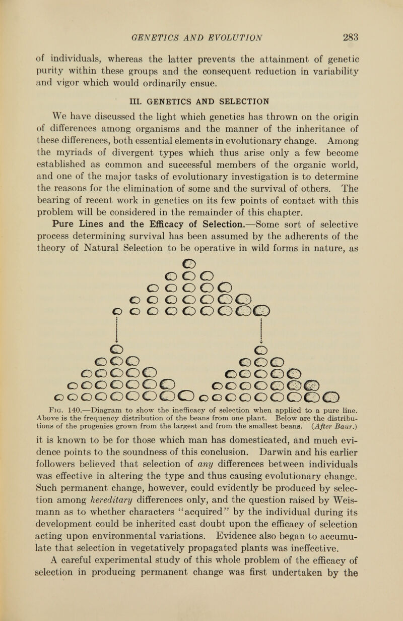 of individuals, whereas the latter prevents the attainment of genetic purity within these groups and the consequent reduction in variability and vigor which would ordinarily ensue. We have discussed the light which genetics has thrown on the origin of differences among organisms and the manner of the inheritance of these differences, both essential elements in evolutionary change. Among the myriads of divergent types which thus arise only a few become established as common and successful members of the organic world, and one of the major tasks of evolutionary investigation is to determine the reasons for the elimination of some and the survival of others. The bearing of recent work in genetics on its few points of contact with this problem will be considered in the remainder of this chapter. Pure Lines and the Efficacy of Selection. —Some sort of selective process determining survival has been assumed by the adherents of the theory of Natural Selection to be operative in wild forms in nature, as O o o o O O O OO O O O OOOO 0 o o O O O G OO 1 i Ô G OOO OGO ooooOOOGG ocoooOOGG Fig . 140.—Diagram to show the inefficacy of selection when applied to a pure line. Above is the frequency distribution of the beans from one plant. Below are the distribu tions of the progenies grown from the largest and from the smallest beans. ( After Baur.) it is known to be for those which man has domesticated, and much evi dence points to the soundness of this conclusion. Darwin and his earlier followers believed that selection of any differences between individuals was effective in altering the type and thus causing evolutionary change. Such permanent change, however, could evidently be produced by selec tion among hereditary differences only, and the question raised by Weis- mann as to whether characters acquired by the individual during its development could be inherited cast doubt upon the efficacy of selection acting upon environmental variations. Evidence also began to accumu late that selection in vegetatively propagated plants was ineffective. A careful experimental study of this whole problem of the efficacy of selection in producing permanent change was first undertaken by the III. GENETICS AND SELECTION ooooO ooOOOOO O O OOO