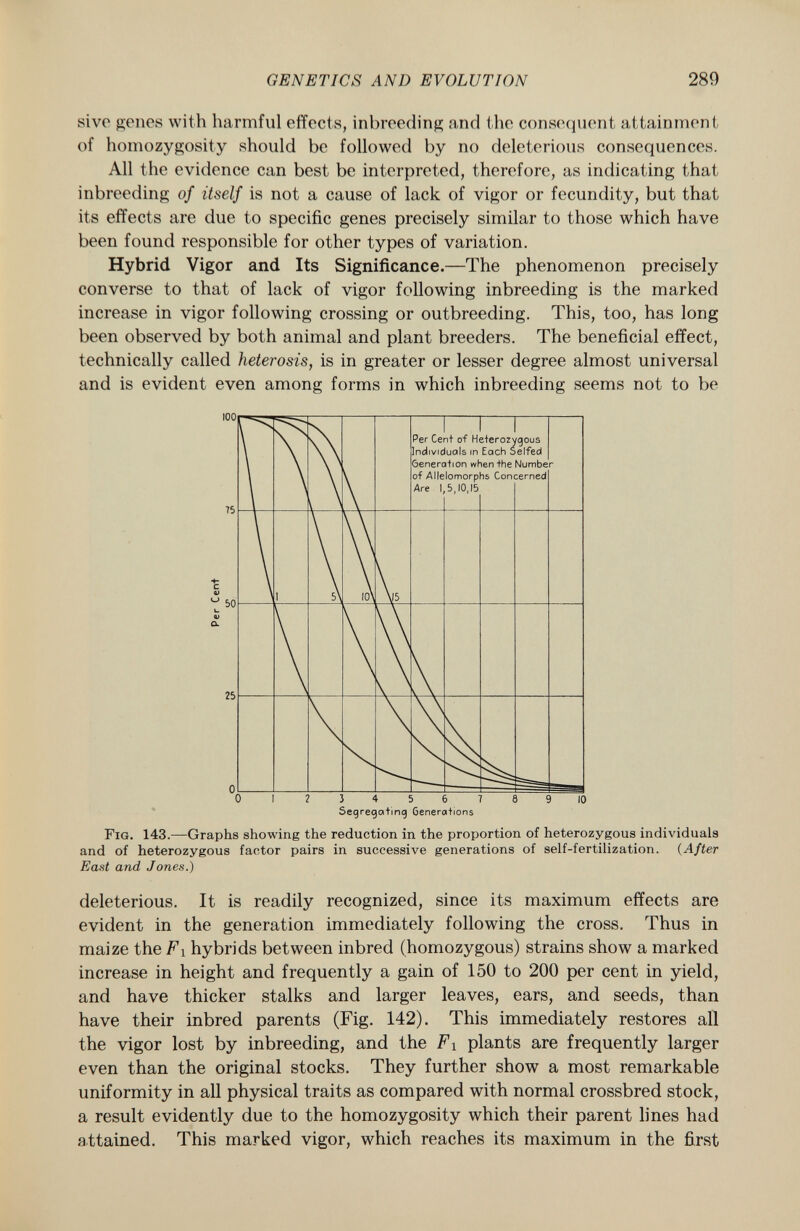 sive genes with harmful effects, inbreeding and the consequent attainment of homozygosity should be followed by no deleterious consequences. All the evidence can best be interpreted, therefore, as indicating that inbreeding of itself is not a cause of lack of vigor or fecundity, but that its effects are due to specific genes precisely similar to those which have been found responsible for other types of variation. Hybrid Vigor and Its Significance. —The phenomenon precisely converse to that of lack of vigor following inbreeding is the marked increase in vigor following crossing or outbreeding. This, too, has long been observed by both animal and plant breeders. The beneficial effect, technically called heterosis, is in greater or lesser degree almost universal and is evident even among forms in which inbreeding seems not to be Fig. 143. —Graphs showing the reduction in the proportion of heterozygous individuals and of heterozygous factor pairs in successive generations of self-fertilization. ( After East and Jones.) deleterious. It is readily recognized, since its maximum effects are evident in the generation immediately following the cross. Thus in maize the Fi hybrids between inbred (homozygous) strains show a marked increase in height and frequently a gain of 150 to 200 per cent in yield, and have thicker stalks and larger leaves, ears, and seeds, than have their inbred parents (Fig. 142). This immediately restores all the vigor lost by inbreeding, and the Fi plants are frequently larger even than the original stocks. They further show a most remarkable uniformity in all physical traits as compared with normal crossbred stock, a result evidently due to the homozygosity which their parent lines had attained. This marked vigor, which reaches its maximum in the first