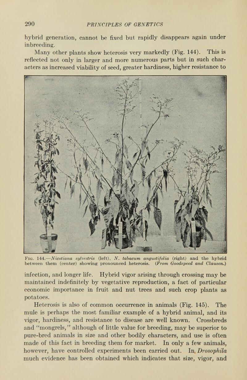 hybrid generation, cannot be fixed but rapidly disappears again under inbreeding. Many other plants show heterosis very markedly (Fig. 144). This is reflected not only in larger and more numerous parts but in such char acters as increased viability of seed, greater hardiness, higher resistance to Fig . 144.-— Nicotiana sylvestris (left), N. tabacum angustifolia (right) and the hybrid between them (center) showing pronounced heterosis. ( From Goodspeed and Clausen.) infection, and longer life. Hybrid vigor arising through crossing may be maintained indefinitely by vegetative reproduction, a fact of particular economic importance in fruit and nut trees and such crop plants as potatoes. Heterosis is also of common occurrence in animals (Fig. 145). The mule is perhaps the most familiar example of a hybrid animal, and its vigor, hardiness, and resistance to disease are well known. Crossbreds and mongrels, although of little value for breeding, may be superior to pure-bred animals in size and other bodily characters, and use is often made of this fact in breeding them for market. In only a few animals, however, have controlled experiments been carried out. In Drosophila much evidence has been obtained which indicates that size, vigor, and