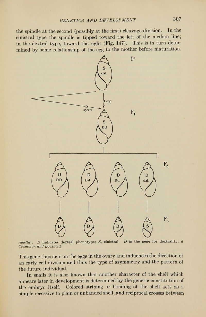 the spindle at the second (possibly at the first) cleavage division. In the sinistral type the spindle is tipped toward the left of the median line; in the dextral type, toward the right (Fig. 147). This is in turn deter mined by some relationship of the egg to the mother before maturation. P F, f 3 rubella). D indicates dextral phenotype; S, sinistral. D is the gene for dextrality, d Crampton and Lowther.) This gene thus acts on the eggs in the ovary and influences the direction of an early cell division and thus the type of asymmetry and the pattern of the future individual. In snails it is also known that another character of the shell which appears later in development is determined by the genetic constitution of the embryo itself. Colored striping or banding of the shell acts as a simple recessive to plain or unbanded shell, and reciprocal crosses between