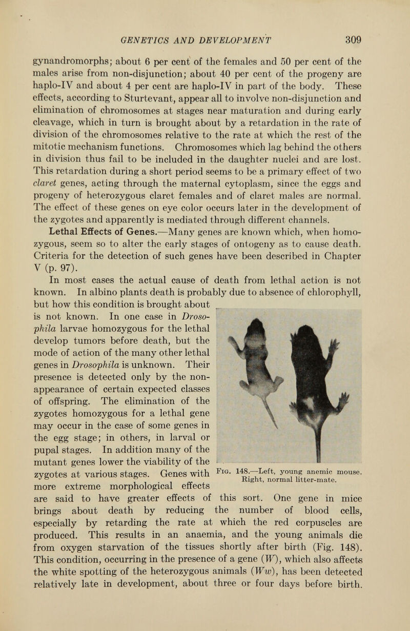 gynandromorphs; about 6 per cent of the females and 50 per cent of the males arise from non-disjunction; about 40 per cent of the progeny are haplo-IV and about 4 per cent are haplo-IV in part of the body. These effects, according to Sturtevant, appear all to involve non-disjunction and elimination of chromosomes at stages near maturation and during early cleavage, which in turn is brought about by a retardation in the rate of division of the chromosomes relative to the rate at which the rest of the mitotic mechanism functions. Chromosomes which lag behind the others in division thus fail to be included in the daughter nuclei and are lost. This retardation during a short period seems to be a primary effect of two claret genes, acting through the maternal cytoplasm, since the eggs and progeny of heterozygous claret females and of claret males are normal. The effect of these genes on eye color occurs later in the development of the zygotes and apparently is mediated through different channels. Lethal Effects of Genes. —Many genes are known which, when homo zygous, seem so to alter the early stages of ontogeny as to cause death. Criteria for the detection of such genes have been described in Chapter V (p. 97). In most cases the actual cause of death from lethal action is not known. In albino plants death is probably due to absence of chlorophyll, but how this condition is brought about is not known. In one case in Droso- ;phila larvae homozygous for the lethal develop tumors before death, but the mode of action of the many other lethal genes in Drosophila is unknown. Their presence is detected only by the non appearance of certain expected classes of offspring. The elimination of the zygotes homozygous for a lethal gene may occur in the case of some genes in the egg stage; in others, in larval or pupal stages. In addition many of the mutant genes lower the viability of the zygotes at various stages. Genes with more extreme morphological effects are said to have greater effects of this sort. One gene in mice brings about death by reducing the number of blood cells, especially by retarding the rate at which the red corpuscles are produced. This results in an anaemia, and the young animals die from oxygen starvation of the tissues shortly after birth (Fig. 148). This condition, occurring in the presence of a gene (W), which also affects the white spotting of the heterozygous animals (Ww), has been detected relatively late in development, about three or four days before birth. Fig. 148. —Left, young anemic mouse. Right, normal litter-mate.
