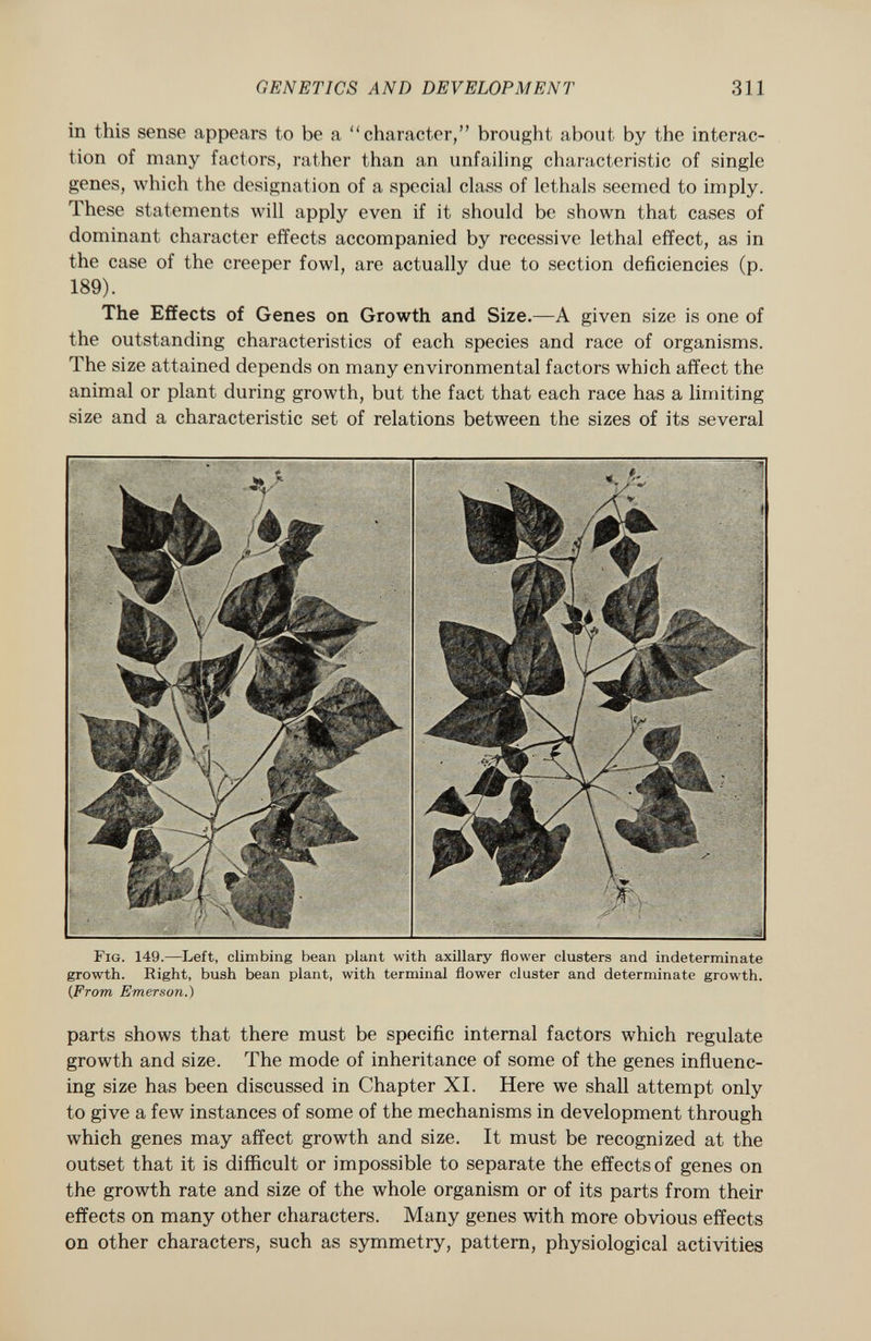 in this sense appears to be a character, brought about by the interac tion of many factors, rather than an unfailing characteristic of single genes, which the designation of a special class of lethals seemed to imply. These statements will apply even if it should be shown that cases of dominant character effects accompanied by recessive lethal effect, as in the case of the creeper fowl, are actually due to section deficiencies (p. 189). The Effects of Genes on Growth and Size. —A given size is one of the outstanding characteristics of each species and race of organisms. The size attained depends on many environmental factors which affect the animal or plant during growth, but the fact that each race has a limiting size and a characteristic set of relations between the sizes of its several Fig . 149.—Left, climbing bean plant with axillary flower clusters and indeterminate growth. Right, bush bean plant, with terminal flower cluster and determinate growth. {From Emerson.) parts shows that there must be specific internal factors which regulate growth and size. The mode of inheritance of some of the genes influenc ing size has been discussed in Chapter XI. Here we shall attempt only to give a few instances of some of the mechanisms in development through which genes may affect growth and size. It must be recognized at the outset that it is difficult or impossible to separate the effects of genes on the growth rate and size of the whole organism or of its parts from their effects on many other characters. Many genes with more obvious effects on other characters, such as symmetry, pattern, physiological activities