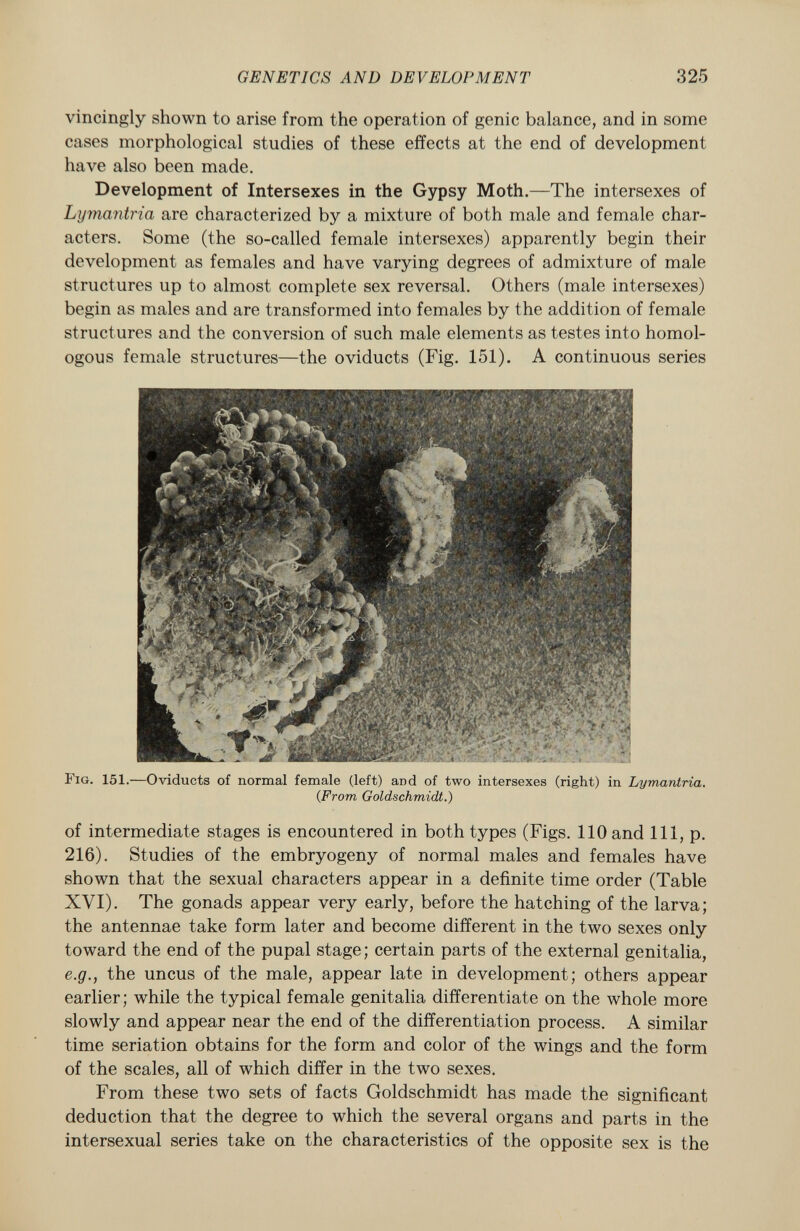vincingly shown to arise from the operation of genie balance, and in some cases morphological studies of these effects at the end of development have also been made. Development of Intersexes in the Gypsy Moth. —The intersexes of Lymantria are characterized by a mixture of both male and female char acters. Some (the so-called female intersexes) apparently begin their development as females and have varying degrees of admixture of male structures up to almost complete sex reversal. Others (male intersexes) begin as males and are transformed into females by the addition of female structures and the conversion of such male elements as testes into homol ogous female structures—the oviducts (Fig. 151). A continuous series Fig. 151. —Oviducts of normal female (left) and of two intersexes (right) in Lymantria. (.From Goldschmidt.) of intermediate stages is encountered in both types (Figs. 110 and 111, p. 216). Studies of the embryogeny of normal males and females have shown that the sexual characters appear in a definite time order (Table XVI). The gonads appear very early, before the hatching of the larva; the antennae take form later and become different in the two sexes only toward the end of the pupal stage; certain parts of the external genitalia, e.g., the uncus of the male, appear late in development; others appear earlier; while the typical female genitalia differentiate on the whole more slowly and appear near the end of the differentiation process. A similar time seriation obtains for the form and color of the wings and the form of the scales, all of which differ in the two sexes. From these two sets of facts Goldschmidt has made the significant deduction that the degree to which the several organs and parts in the intersexual series take on the characteristics of the opposite sex is the