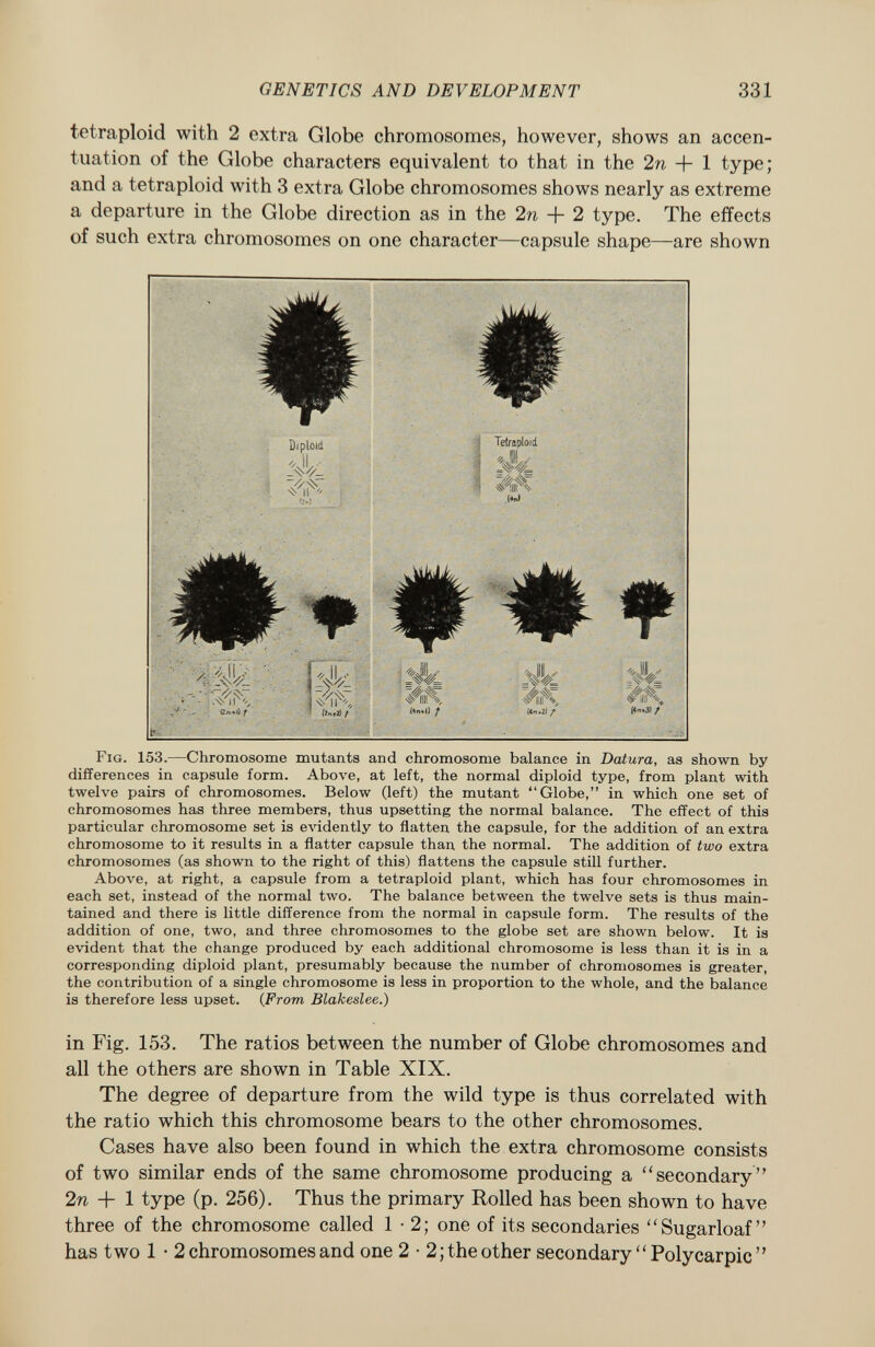 tetraploid with 2 extra Globe chromosomes, however, shows an accen tuation of the Globe characters equivalent to that in the 2n + 1 type; and a tetraploid with 3 extra Globe chromosomes shows nearly as extreme a departure in the Globe direction as in the 2n + 2 type. The effects of such extra chromosomes on one character—capsule shape—are shown Fig. 153. —Chromosome mutants and chromosome balance in Datura, as shown by differences in capsule form. Above, at left, the normal diploid type, from plant with twelve pairs of chromosomes. Below (left) the mutant Globe, in which one set of chromosomes has three members, thus upsetting the normal balance. The effect of this particular chromosome set is evidently to flatten the capsule, for the addition of an extra chromosome to it results in a flatter capsule than the normal. The addition of two extra chromosomes (as shown to the right of this) flattens the capsule still further. Above, at right, a capsule from a tetraploid plant, which has four chromosomes in each set, instead of the normal two. The balance between the twelve sets is thus main tained and there is little difference from the normal in capsule form. The results of the addition of one, two, and three chromosomes to the globe set are shown below. It is evident that the change produced by each additional chromosome is less than it is in a corresponding diploid plant, presumably because the number of chromosomes is greater, the contribution of a single chromosome is less in proportion to the whole, and the balance is therefore less upset. ( From Blakeslee.) in Fig. 153. The ratios between the number of Globe chromosomes and all the others are shown in Table XIX. The degree of departure from the wild type is thus correlated with the ratio which this chromosome bears to the other chromosomes. Cases have also been found in which the extra chromosome consists of two similar ends of the same chromosome producing a secondary 2n + 1 type (p. 256). Thus the primary Rolled has been shown to have three of the chromosome called 1*2; one of its secondaries Sugarloaf  has two 1 • 2 chromosomes and one 2 • 2; the other secondary  Polycarpic 