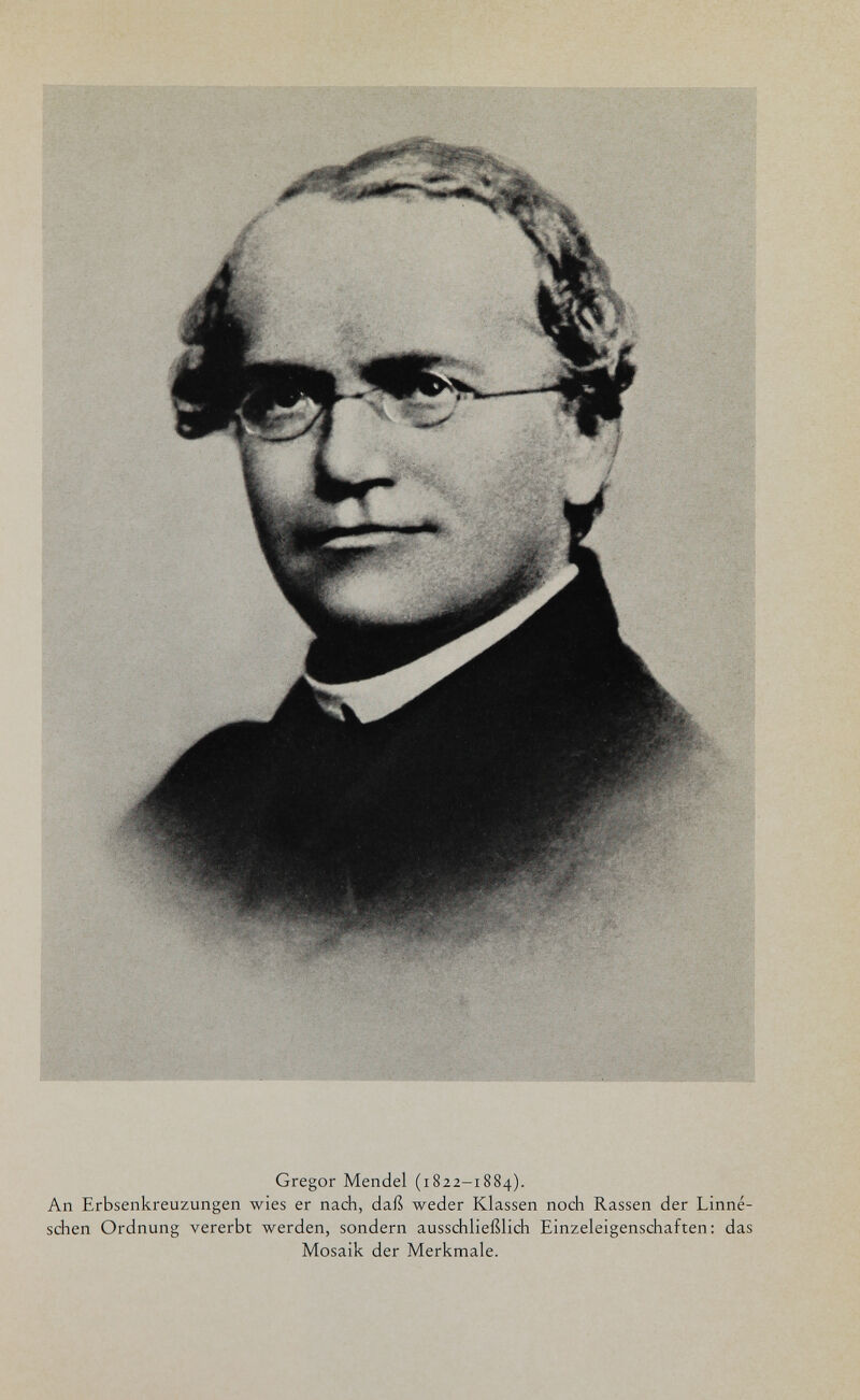 Gregor Mendel (1822-1884). An Erbsenkreuzungen wies er nach, daß weder Klassen noch Rassen der Linne¬ schen Ordnung vererbt werden, sondern ausschließlich Einzeleigenschaften: das Mosaik der Merkmale.