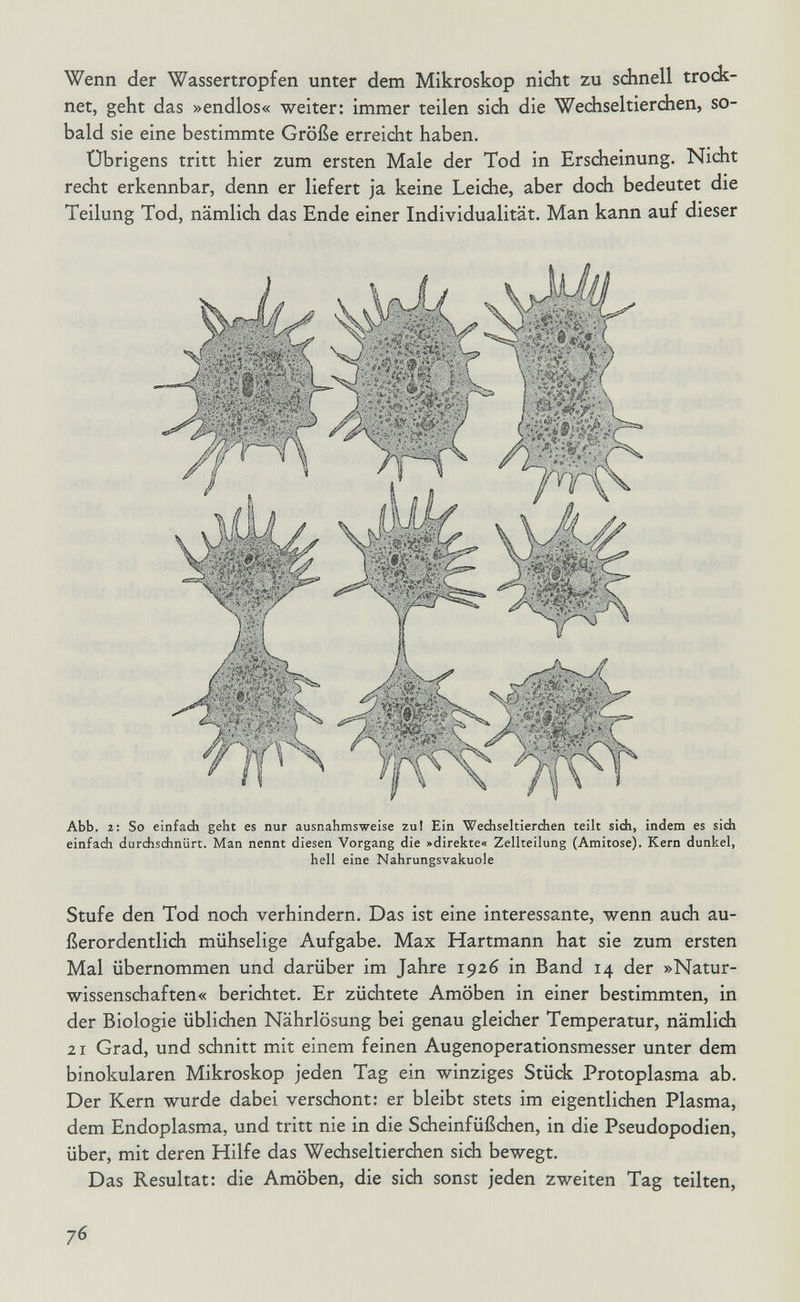 Wenn der Wassertropfen unter dem Mikroskop nicht zu schnell trock¬ net, geht das »endlos« weiter: immer teilen sich die Wechseltierchen, so¬ bald sie eine bestimmte Größe erreicht haben. Übrigens tritt hier zum ersten Male der Tod in Erscheinung. Nicht recht erkennbar, denn er liefert ja keine Leiche, aber doch bedeutet die Teilung Tod, nämlich das Ende einer Individualität. Man kann auf dieser Abb. i: So einfach geht es nur ausnahmsweise zul Ein Wediseltierchen teilt sich, indem es sich einfach durdischnürt. Man nennt diesen Vorgang die »direkte« Zellteilung (Amitose). Kern dunkel, hell eine Nahrungsvakuole Stufe den Tod noch verhindern. Das ist eine interessante, wenn auch au¬ ßerordentlich mühselige Aufgabe. Max Hartmann hat sie zum ersten Mal übernommen und darüber im Jahre 1926 in Band 14 der »Natur¬ wissenschaften« berichtet. Er züchtete Amöben in einer bestimmten, in der Biologie üblichen Nährlösung bei genau gleicher Temperatur, nämlich 21 Grad, und schnitt mit einem feinen Augenoperationsmesser unter dem binokularen Mikroskop jeden Tag ein winziges Stück Protoplasma ab. Der Kern wurde dabei verschont: er bleibt stets im eigentlichen Plasma, dem Endoplasma, und tritt nie in die Scheinfüßchen, in die Pseudopodien, über, mit deren Hilfe das Wechseltierchen sich bewegt. Das Resultat: die Amöben, die sich sonst jeden zweiten Tag teilten, 76