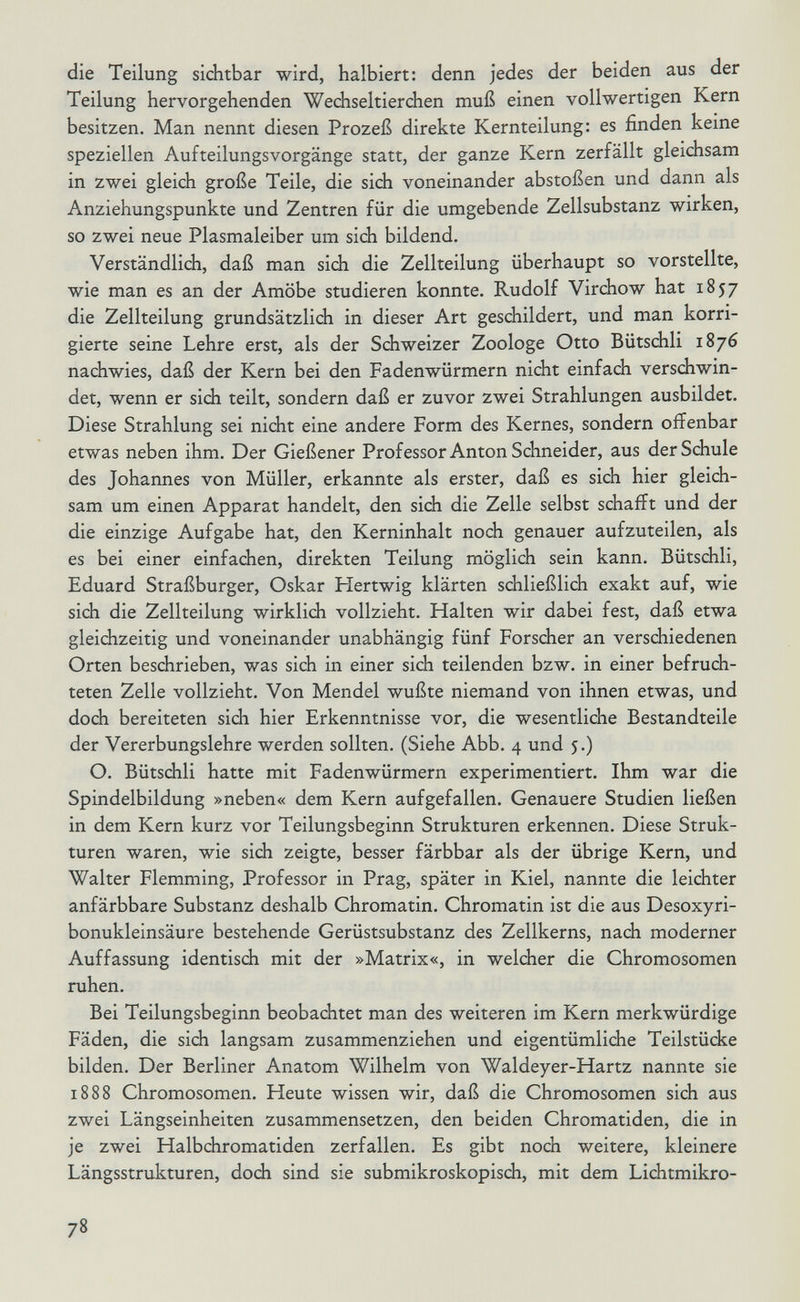 die Teilung sichtbar wird, halbiert: denn jedes der beiden aus der Teilung hervorgehenden Wediseltierchen muß einen vollwertigen Kern besitzen. Man nennt diesen Prozeß direkte Kernteilung: es finden keine speziellen Aufteilungsvorgänge statt, der ganze Kern zerfällt gleichsam in zwei gleich große Teile, die sich voneinander abstoßen und dann als Anziehungspunkte und Zentren für die umgebende Zellsubstanz wirken, so zwei neue Plasmaleiber um sich bildend. Verständlich, daß man sich die Zellteilung überhaupt so vorstellte, wie man es an der Amöbe studieren konnte. Rudolf Virchow hat 1857 die Zellteilung grundsätzlich in dieser Art geschildert, und man korri¬ gierte seine Lehre erst, als der Sdiweizer Zoologe Otto Bütschli 1876 nachwies, daß der Kern bei den Fadenwürmern nicht einfach verschwin¬ det, wenn er sich teilt, sondern daß er zuvor zwei Strahlungen ausbildet. Diese Strahlung sei nicht eine andere Form des Kernes, sondern offenbar etwas neben ihm. Der Gießener Professor Anton Schneider, aus der Schule des Johannes von Müller, erkannte als erster, daß es sich hier gleich¬ sam um einen Apparat handelt, den sich die Zelle selbst schafft und der die einzige Aufgabe hat, den Kerninhalt noch genauer aufzuteilen, als es bei einer einfachen, direkten Teilung möglich sein kann. Bütschli, Eduard Straßburger, Oskar Hertwig klärten schließlich exakt auf, wie sich die Zellteilung wirklich vollzieht. Halten wir dabei fest, daß etwa gleichzeitig und voneinander unabhängig fünf Forscher an verschiedenen Orten beschrieben, was sich in einer sich teilenden bzw. in einer befruch¬ teten Zelle vollzieht. Von Mendel wußte niemand von ihnen etwas, und doch bereiteten sich hier Erkenntnisse vor, die wesentliche Bestandteile der Vererbungslehre werden sollten. (Siehe Abb. 4 und 5.) O. Bütsdili hatte mit Fadenwürmern experimentiert. Ihm war die Spindelbildung »neben« dem Kern aufgefallen. Genauere Studien ließen in dem Kern kurz vor Teilungsbeginn Strukturen erkennen. Diese Struk¬ turen waren, wie sich zeigte, besser färbbar als der übrige Kern, und Walter Flemming, Professor in Prag, später in Kiel, nannte die leichter anfärbbare Substanz deshalb Chromatin. Chromatin ist die aus Desoxyri¬ bonukleinsäure bestehende Gerüstsubstanz des Zellkerns, nach moderner Auffassung identisch mit der »Matrix«, in welcher die Chromosomen ruhen. Bei Teilungsbeginn beobachtet man des weiteren im Kern merkwürdige Fäden, die sich langsam zusammenziehen und eigentümliche Teilstücke bilden. Der Berliner Anatom Wilhelm von Waldeyer-Hartz nannte sie 1888 Chromosomen. Heute wissen wir, daß die Chromosomen sich aus zwei Längseinheiten zusammensetzen, den beiden Chromatiden, die in je zwei Halbchromatiden zerfallen. Es gibt noch weitere, kleinere Längsstrukturen, doch sind sie submikroskopisch, mit dem Lichtmikro- 78